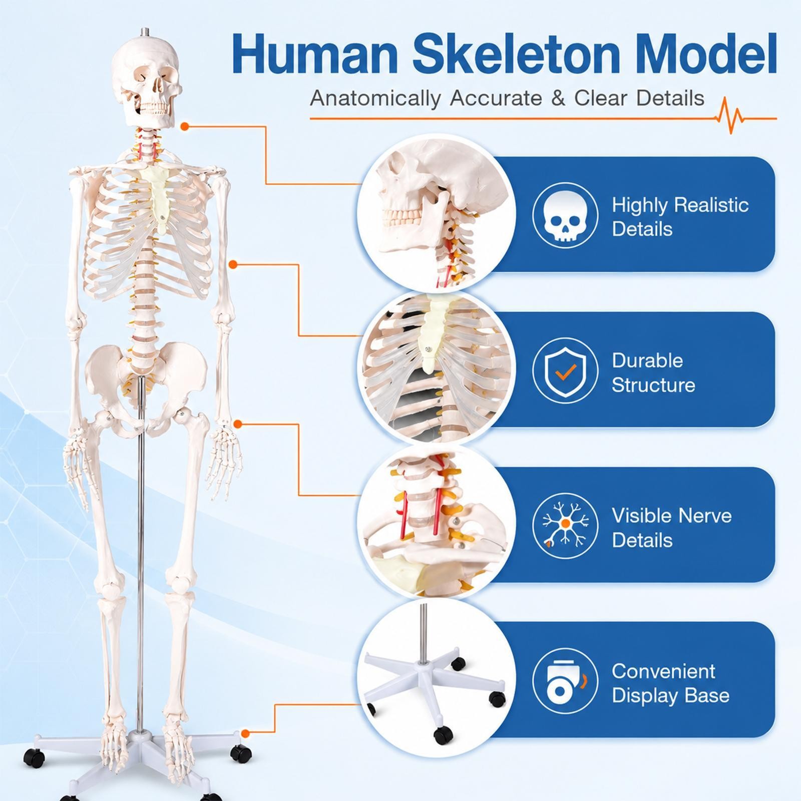 70″ Life-size Skeleton Model Human Anatomy Medical Students W/Rolling Stand