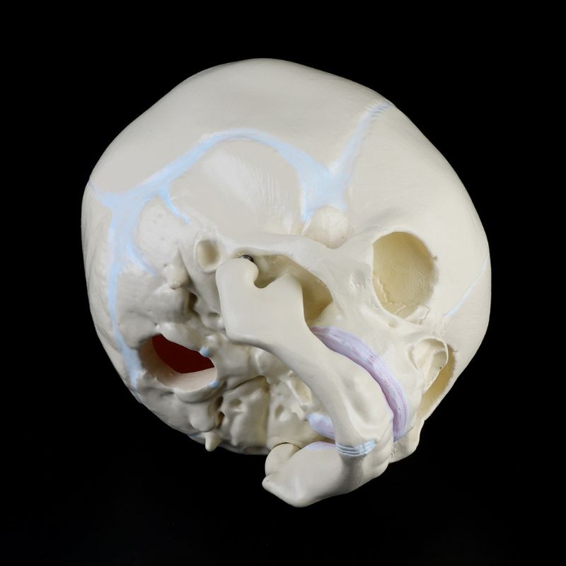 Life Size Baby Head Model Anatomical Baby Head Skull Model Baby Skeleton Model