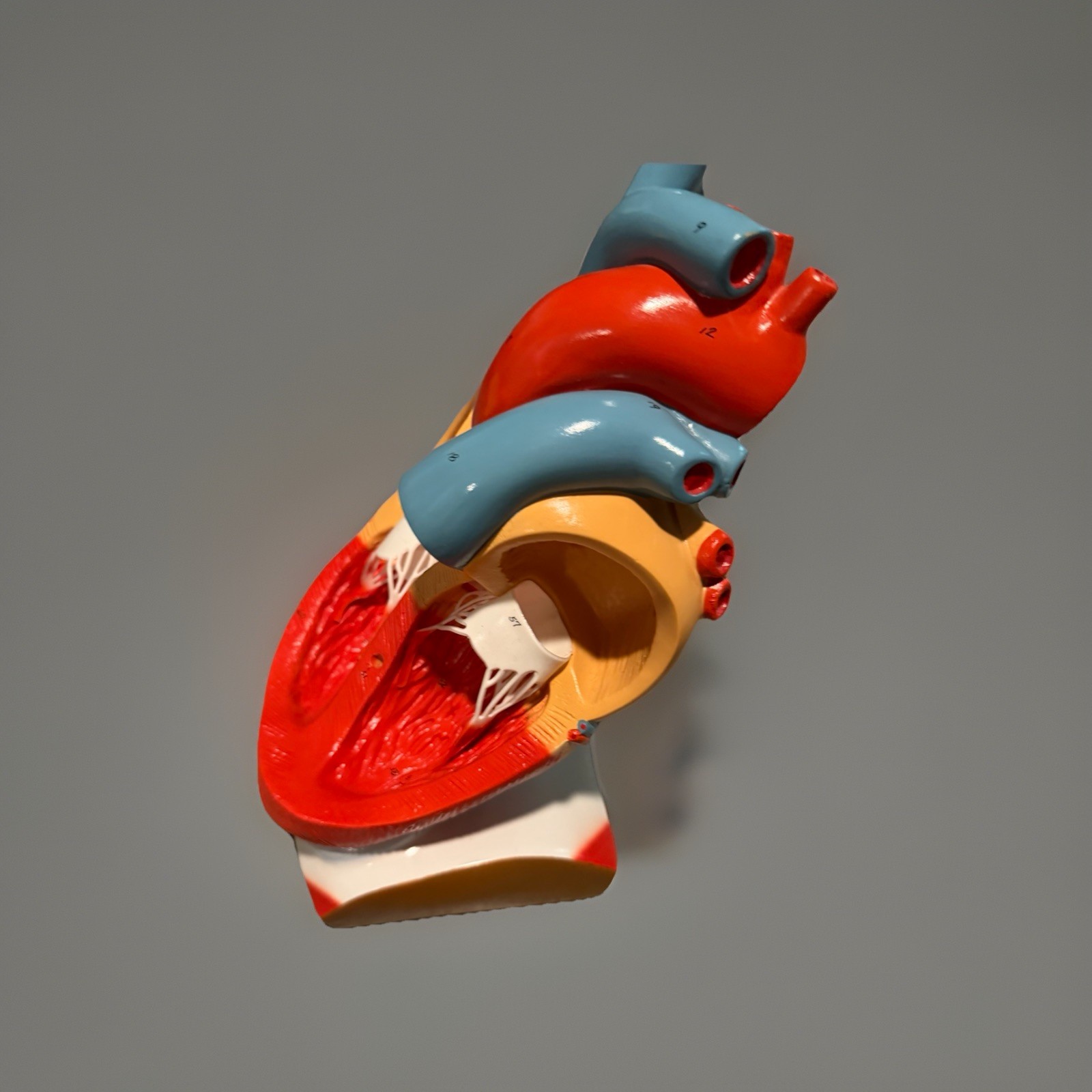 Anatomical Human Heart Model Medical Teaching Anatomy Classroom Study Aid