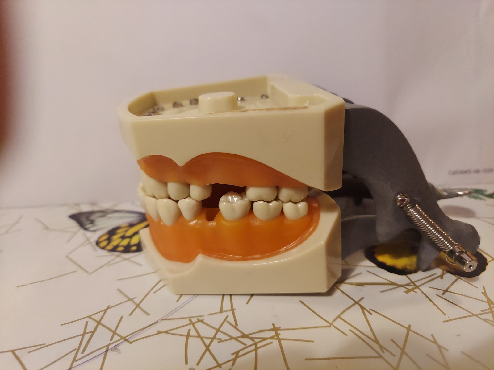Halloween ? Dental Typodont Model with Removable Teeth R861/R862 (READ)