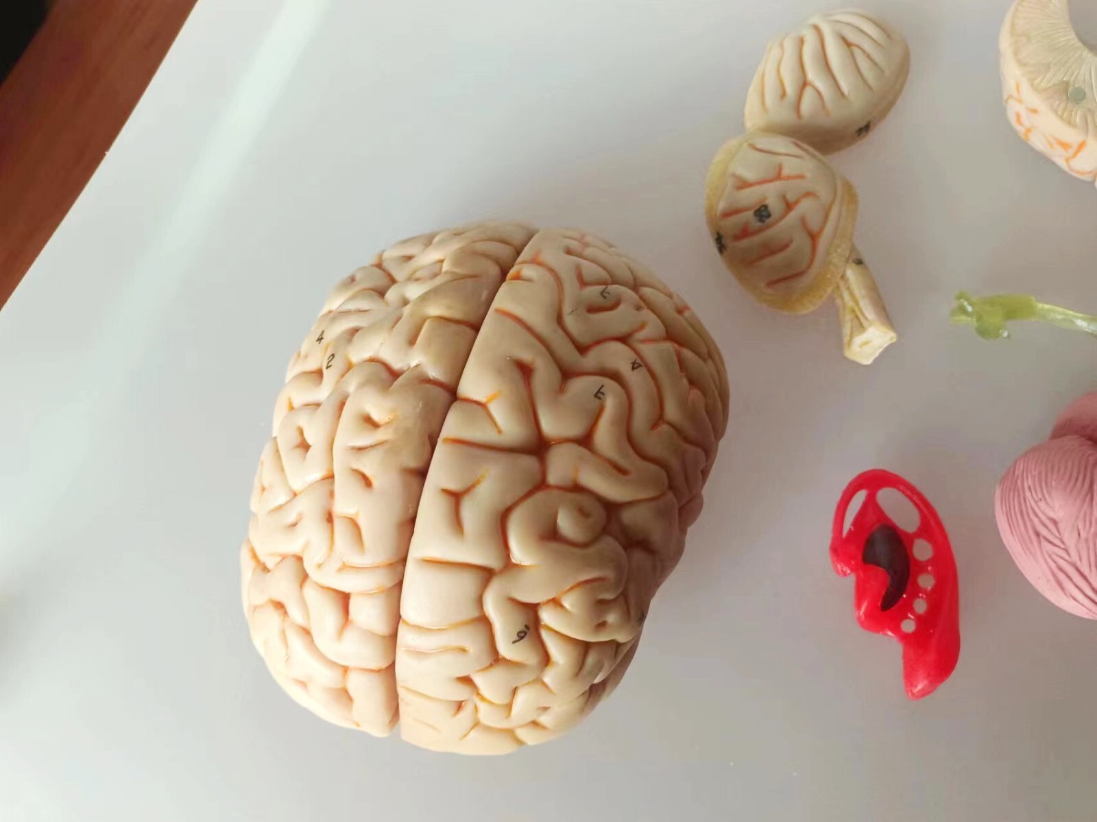 1:1 Size Human 15 Parts Brain Model Medical Anatomy With 58 Digital Indication