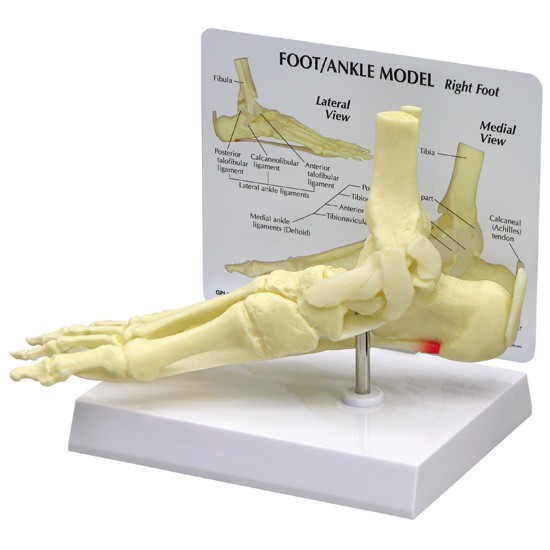 Foot Ankle Joint GPI Anatomical Model LFA #1980. Make Us an Offer! SEE VIDEO