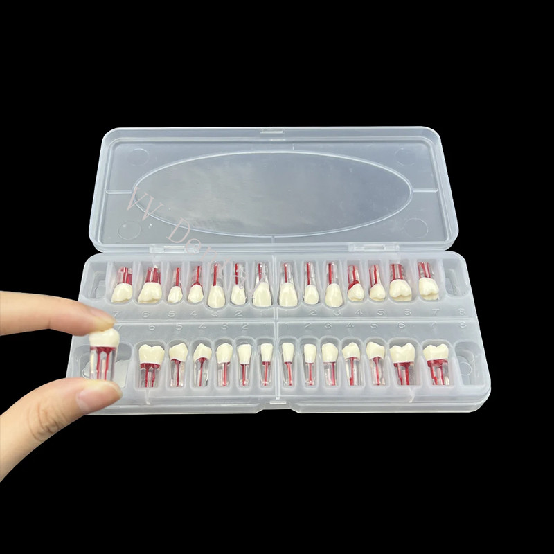 28pcs Dental Endodontic Teeth Model Full Mouth Root Canal Block Training Tooth