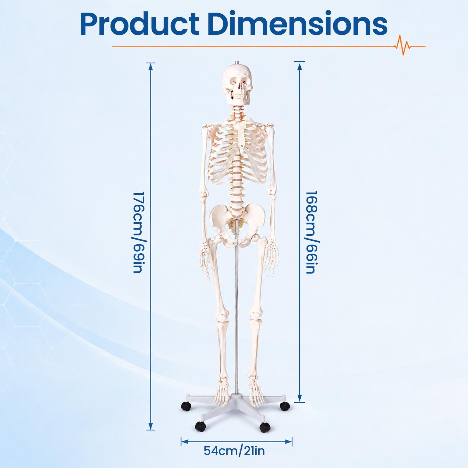 70″ Life-size Skeleton Model Human Anatomy Medical Students W/Rolling Stand