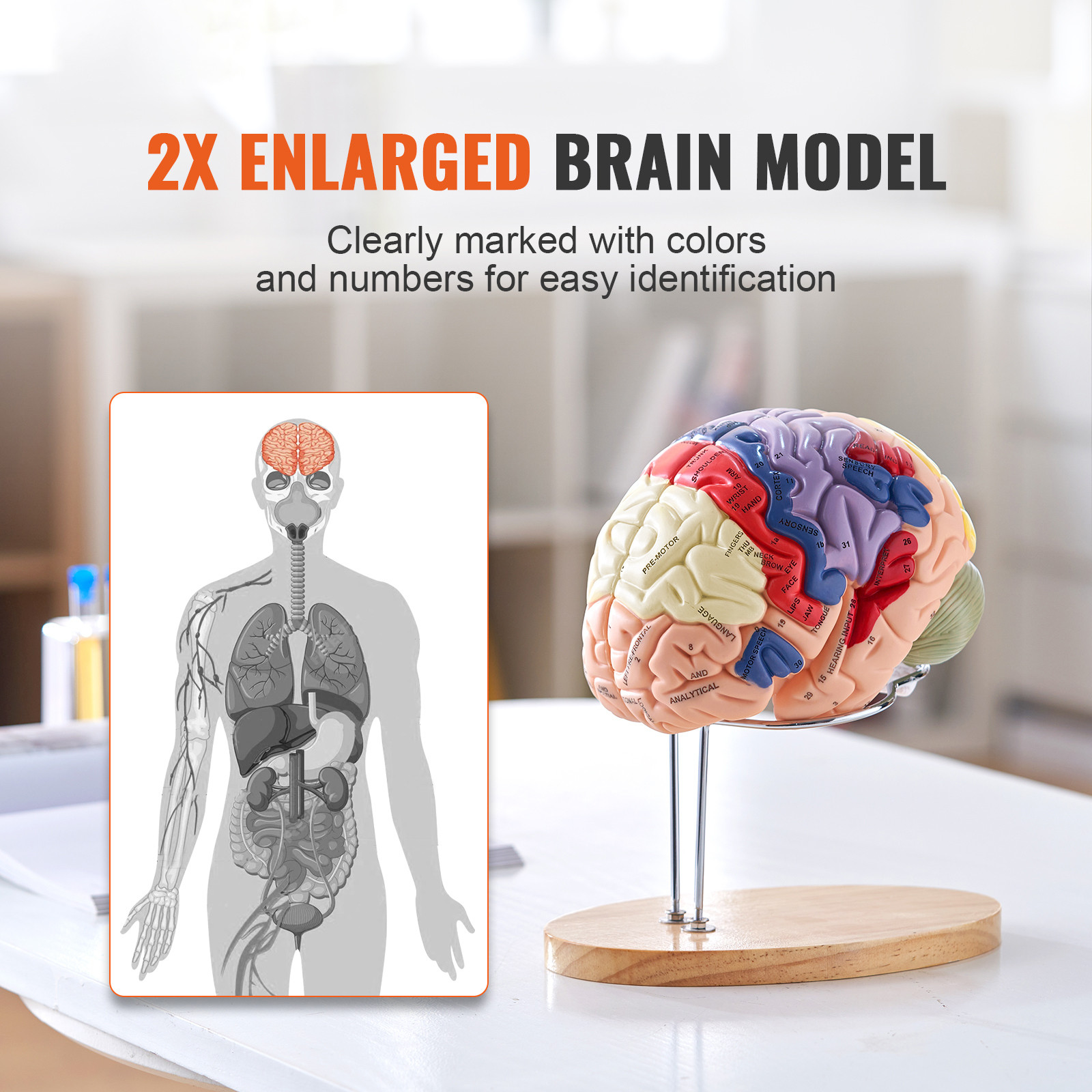 VEVOR Human Brain Model Anatomy Teaching Brain Model 4-Part Labeled 2X Enlarged
