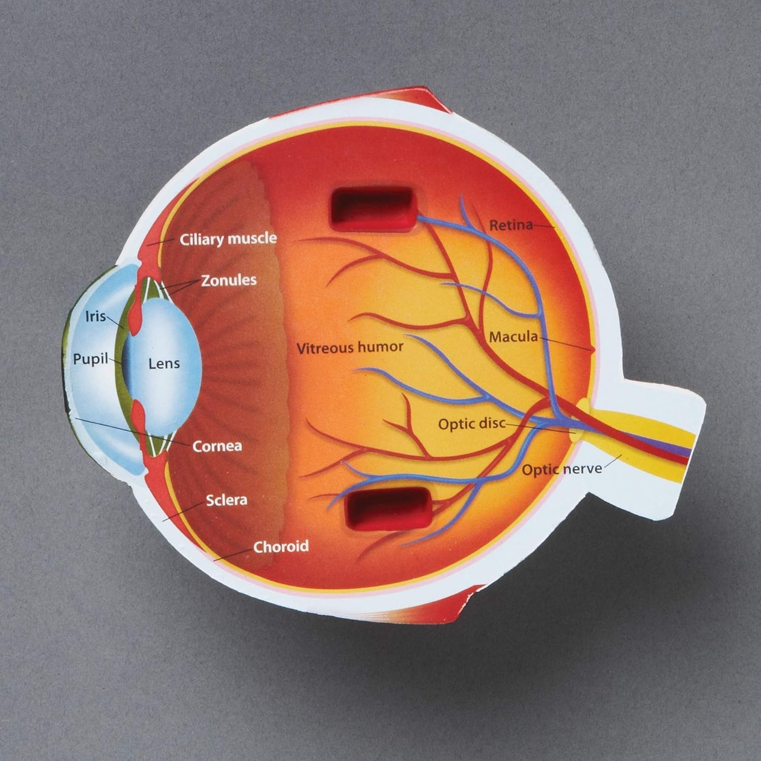 Cross-Section Eye Model for Anatomy Study, Educational Science Classroom Decor
