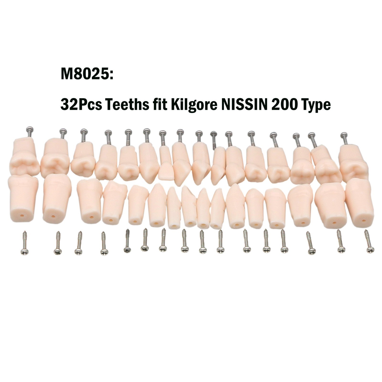 Fit Kilgore NISSIN 200Type Model Dental Typodont Model With 32Pcs Screw-in Teeth