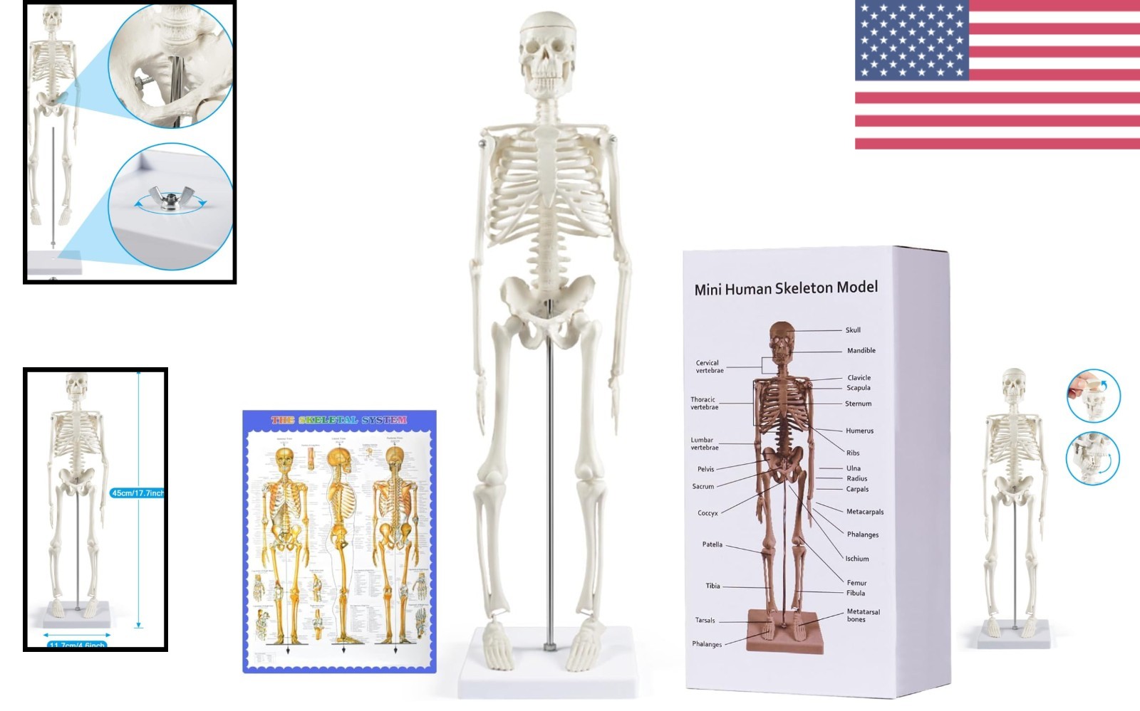 Anatomy Skeleton Model 17 Inch with Movable Arms Legs for Education Display