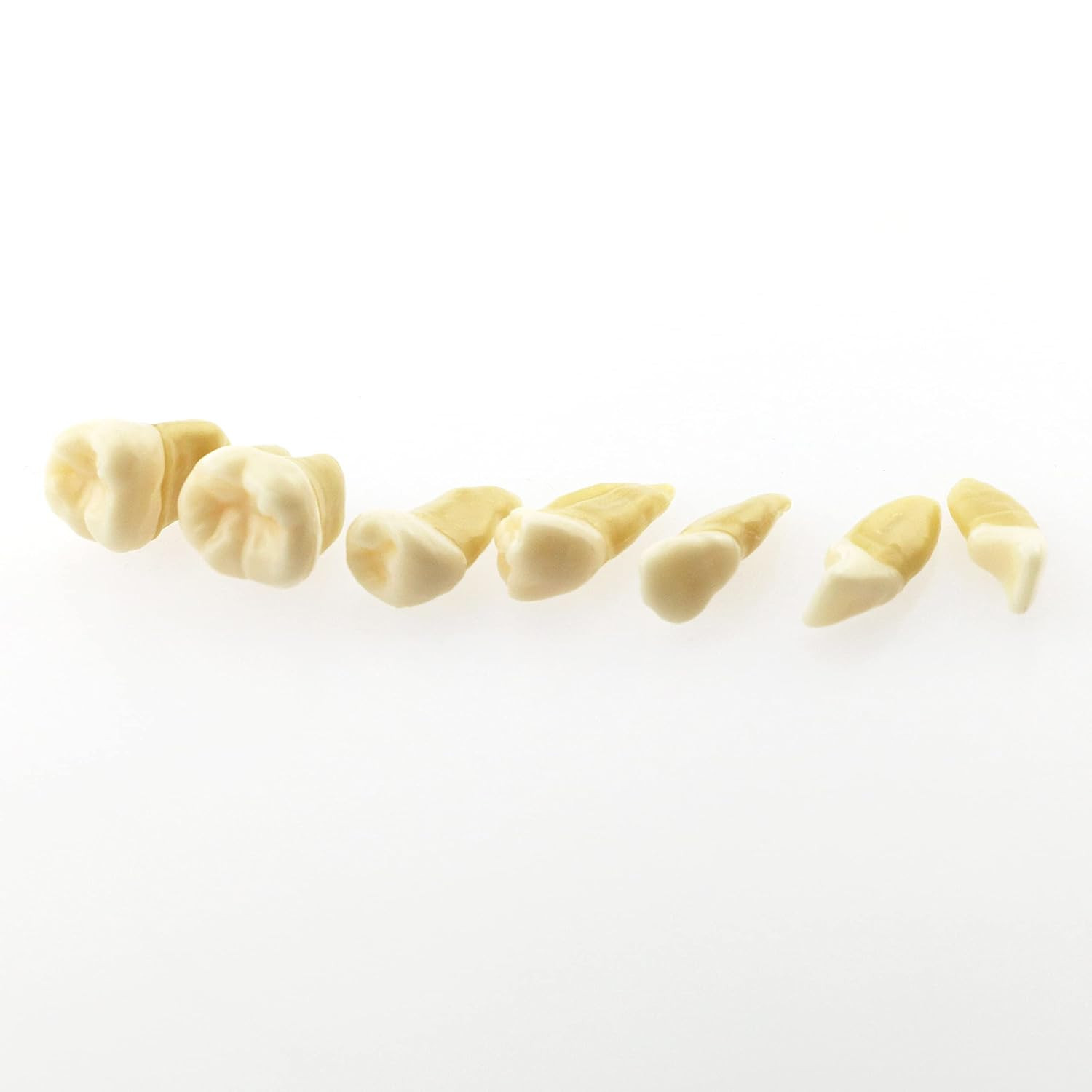 Dental Demonstration Teeth Model – Standard Study Teaching Dental Mode with All