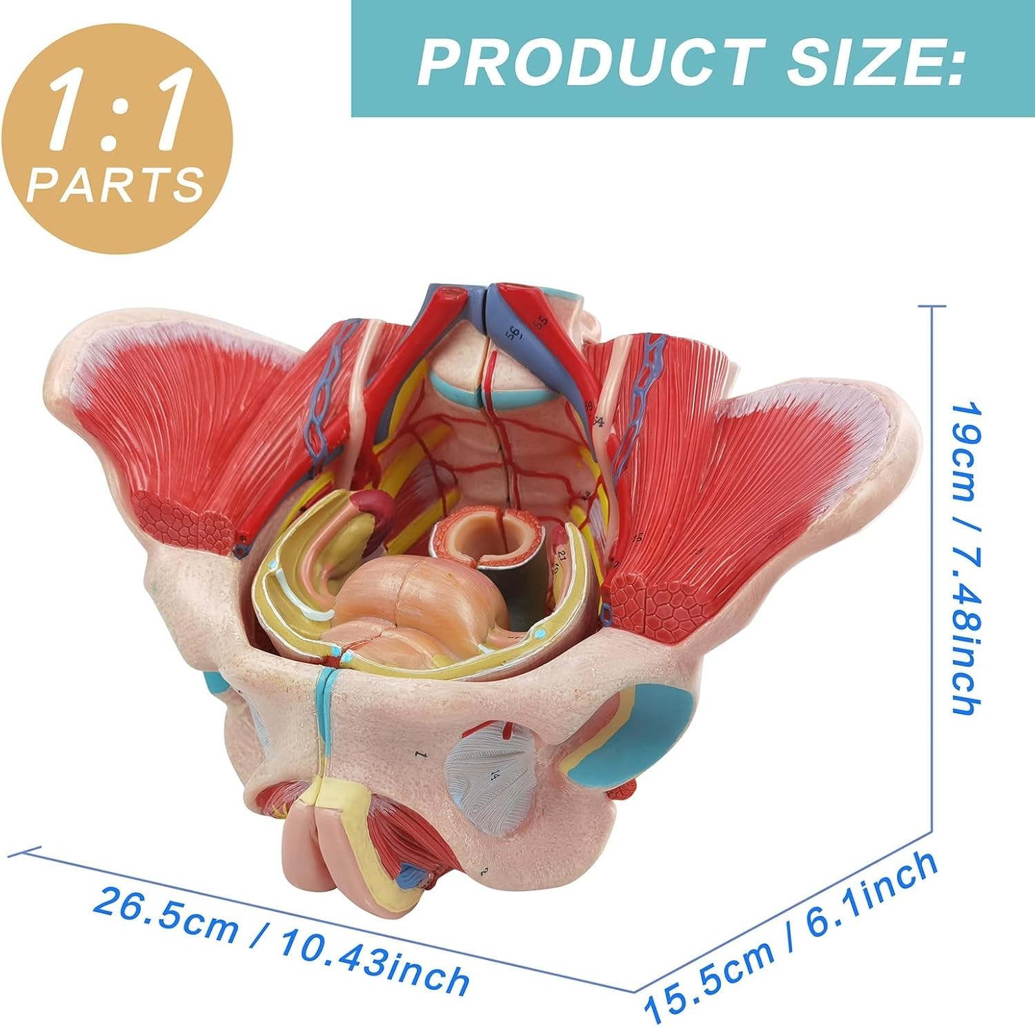 Life Size 4 Parts Human Female Pelvis Model with Pelvic Floor Muscles, Vessel…