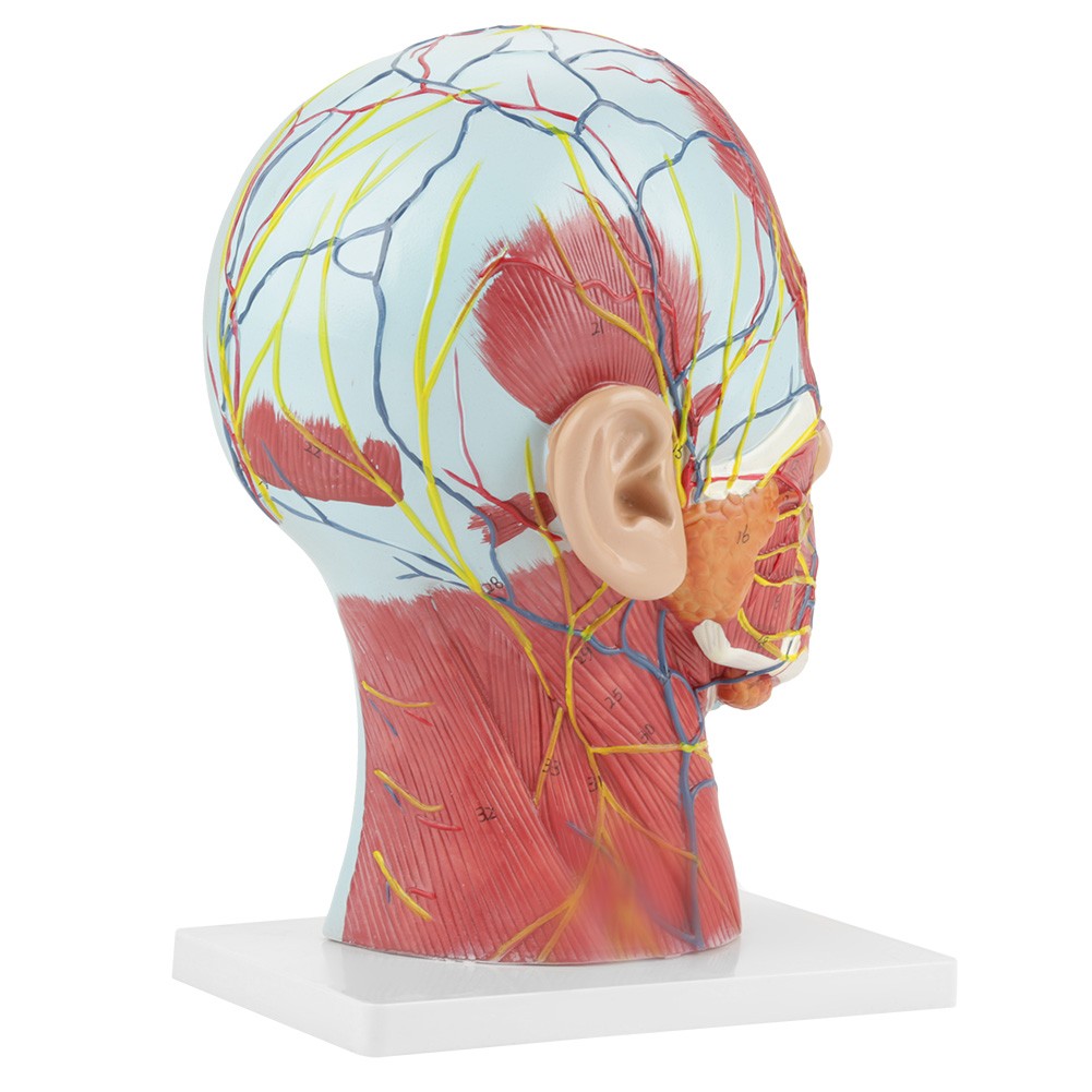 Anatomical Human Head Brain Neck Section Model Life-Size Study Aid For