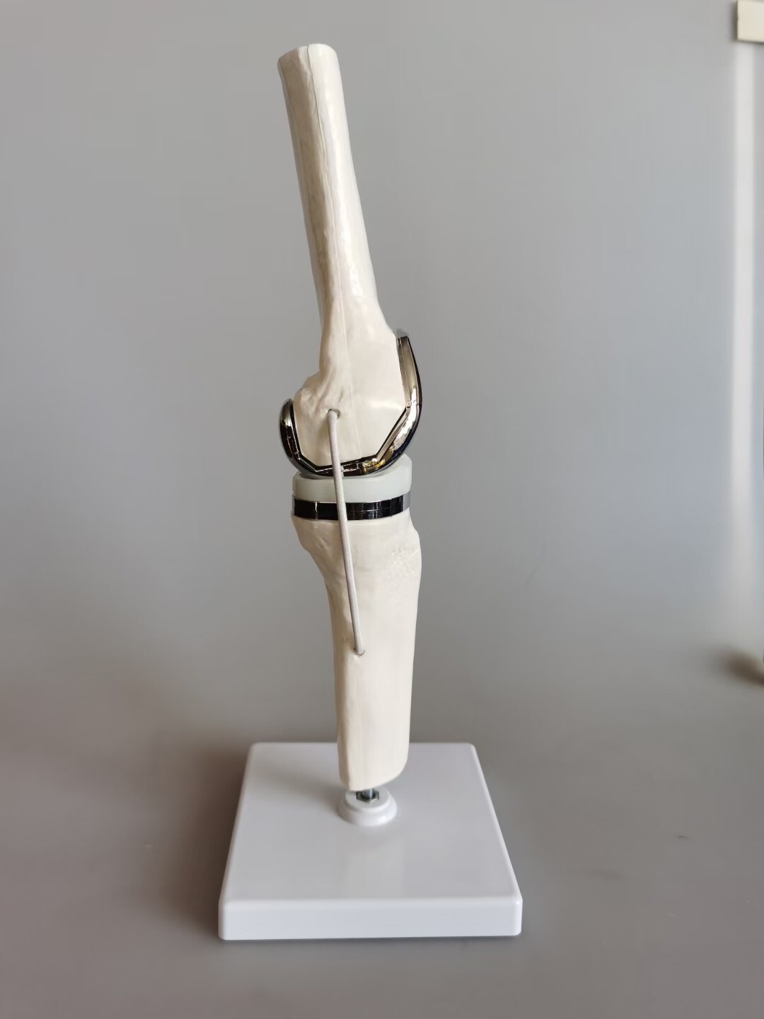 Detachable Artificial Knee Prosthesis Medical Anatomical Teaching Demo Display