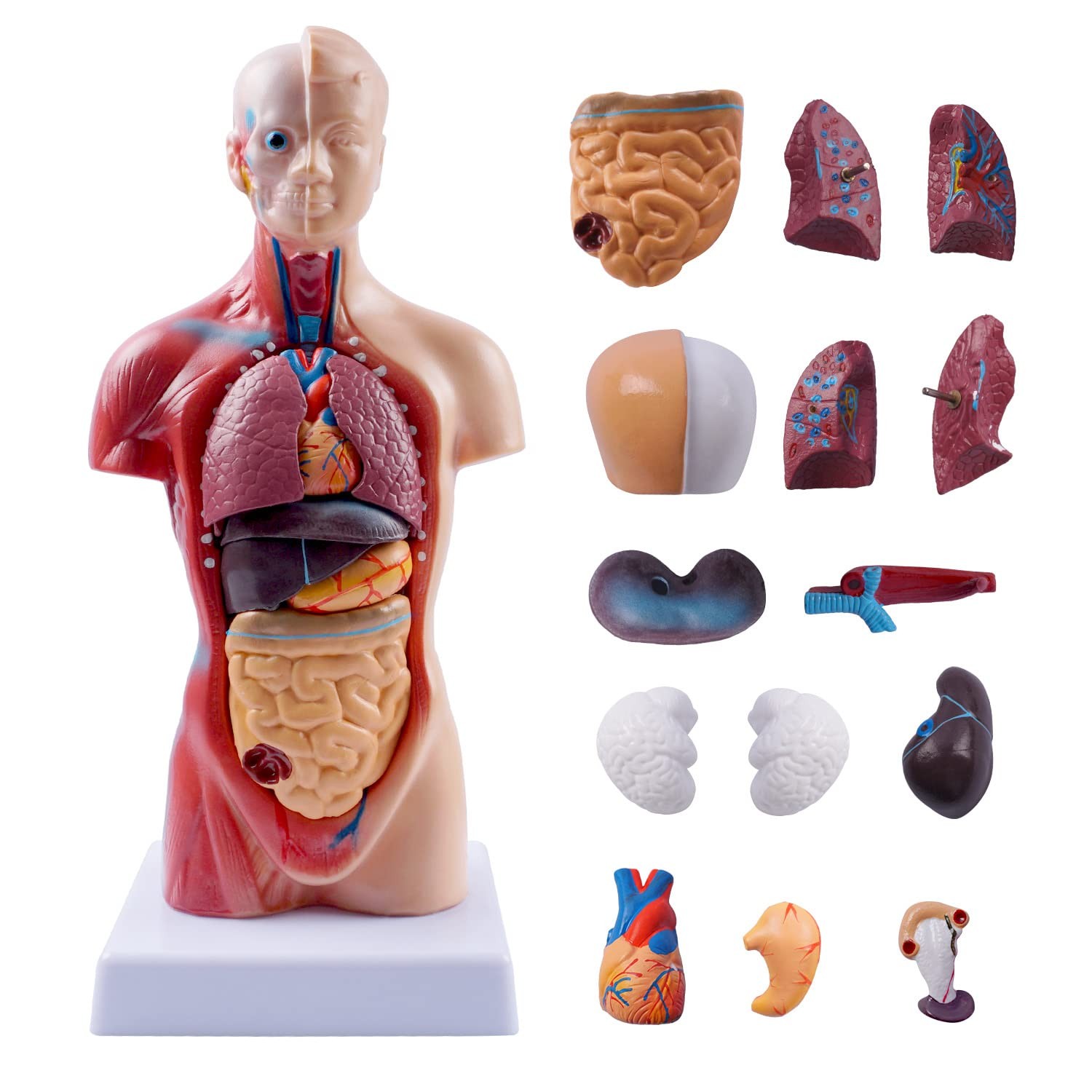 10.5inch Medical Torso Human Body Model Anatomy Doll 15 Removable Parts Educa…