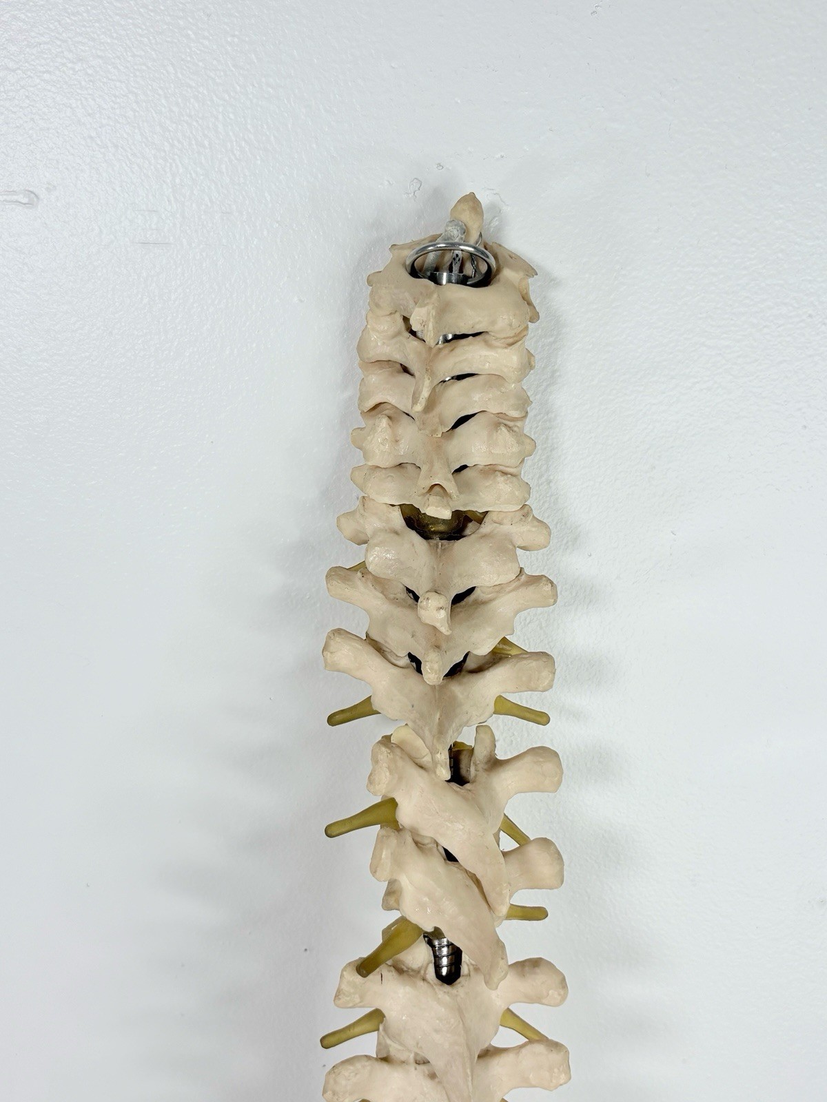 Vertebrae Human Spine and Pelvis Anatomical Model Science Medical