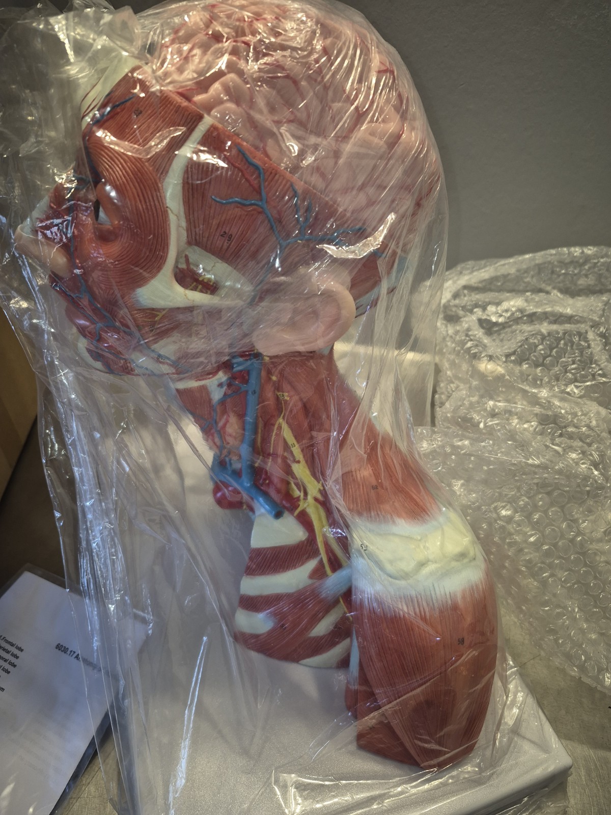 NEW PVC Human Cranial Cavity Head Neck and Thoracic Anatomy Model Medical School