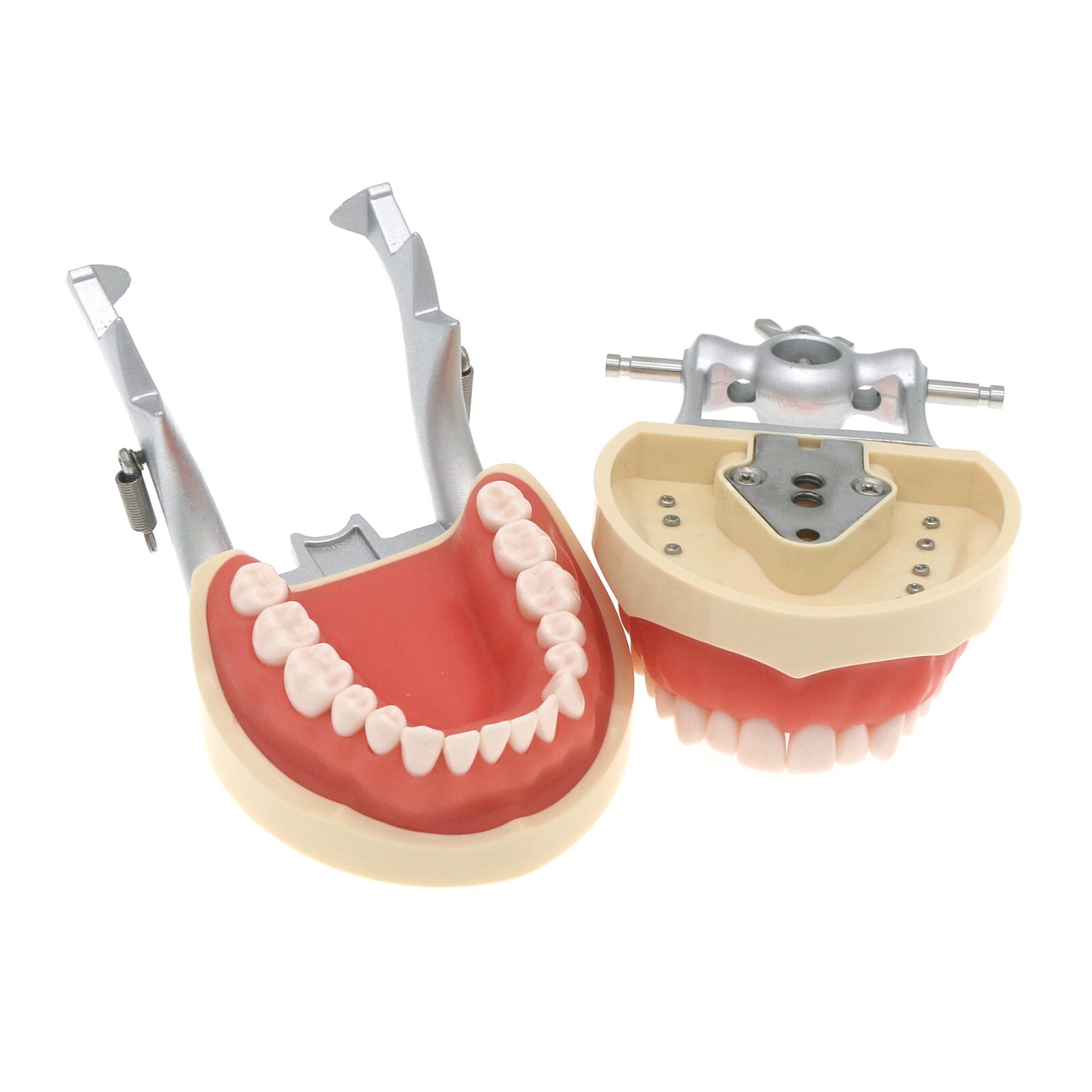 Fits for Kilgore NISSIN 200/500 Type Dental Typodont Model With Removable Teeth