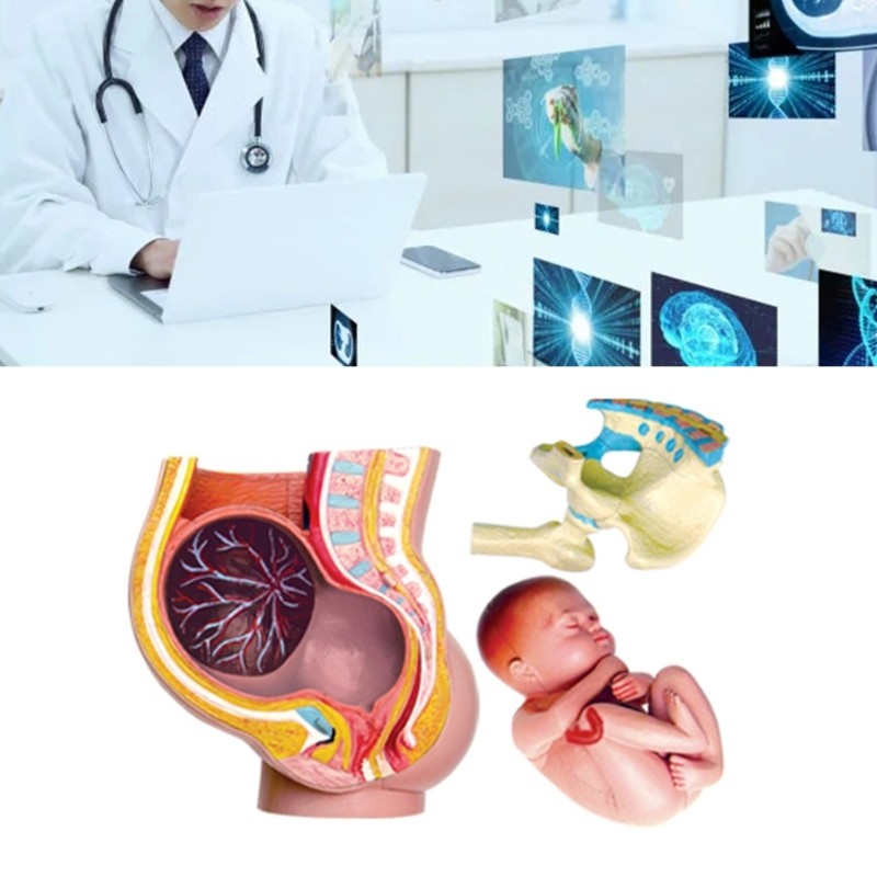 Human Pregnant Pelvis Section Model with Pregnancy 9 Months Baby Fetus Model