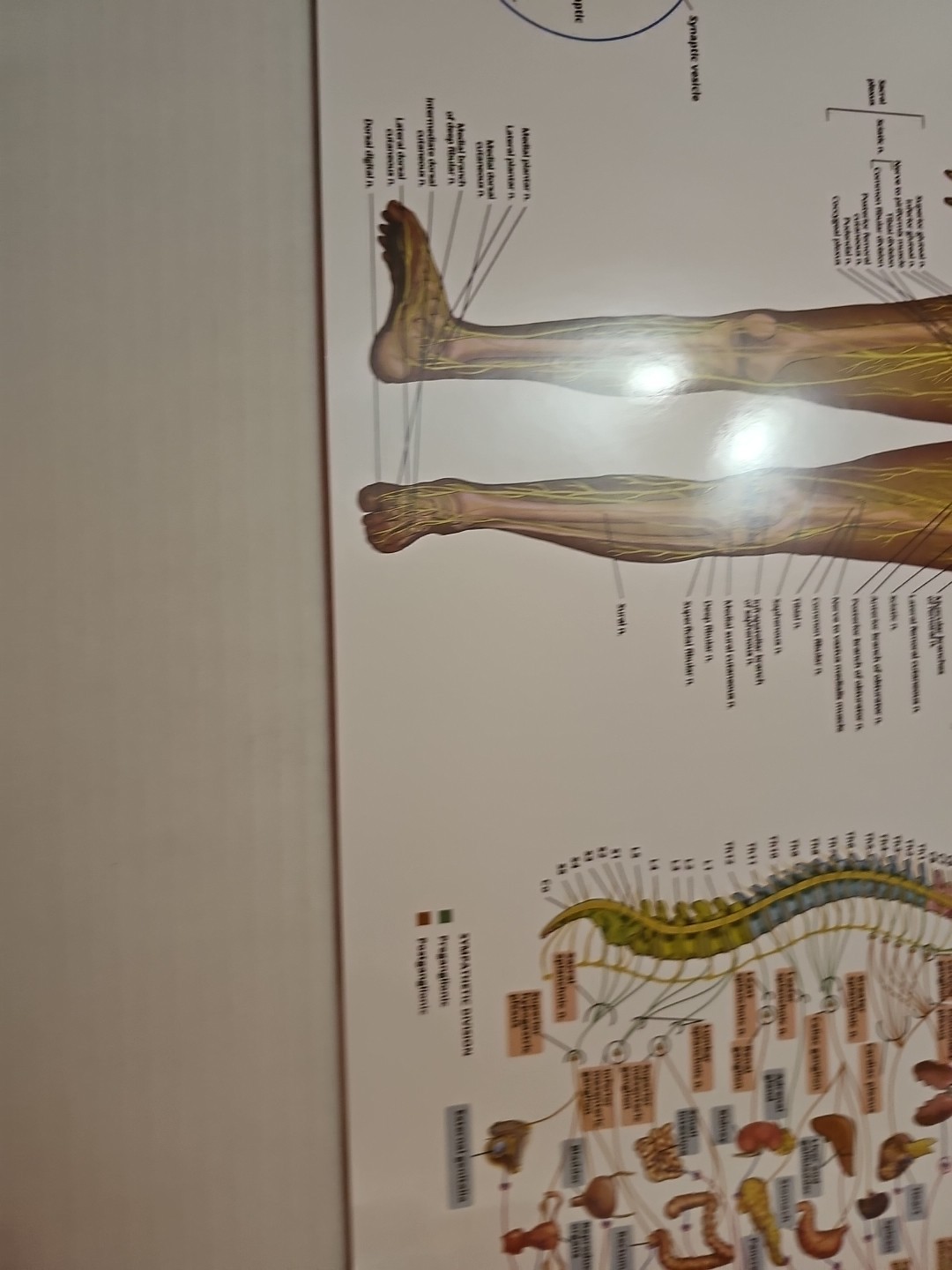 The Nervous System – 2 Sided Medical Poster 29.5″ x 17.5″ In. The Art Of Science