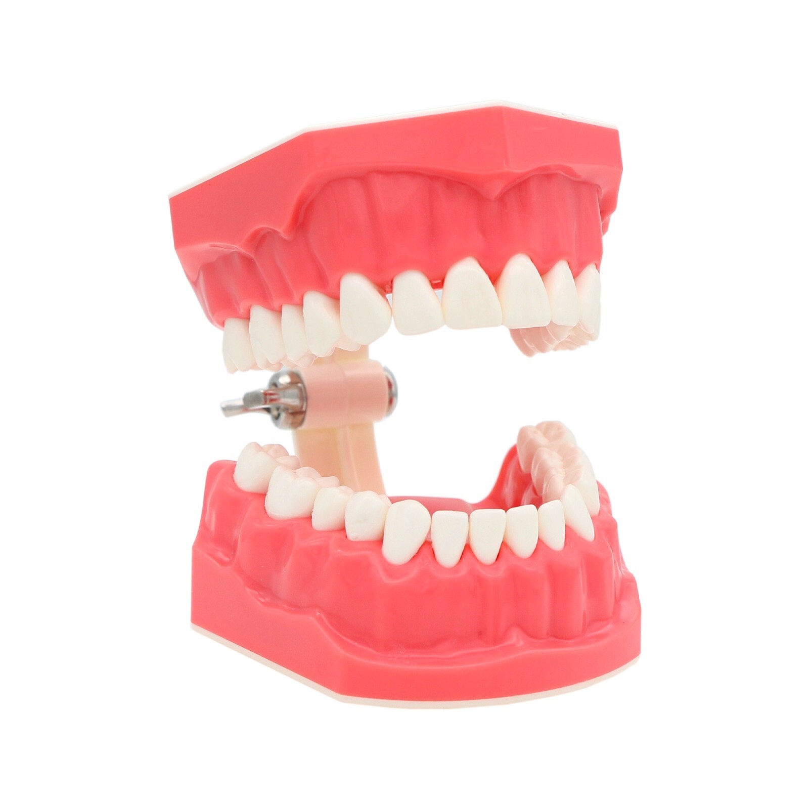 1:1 Dental Typodonts Teeth Model Orthodontic Metal Brackets Teaching Practice US