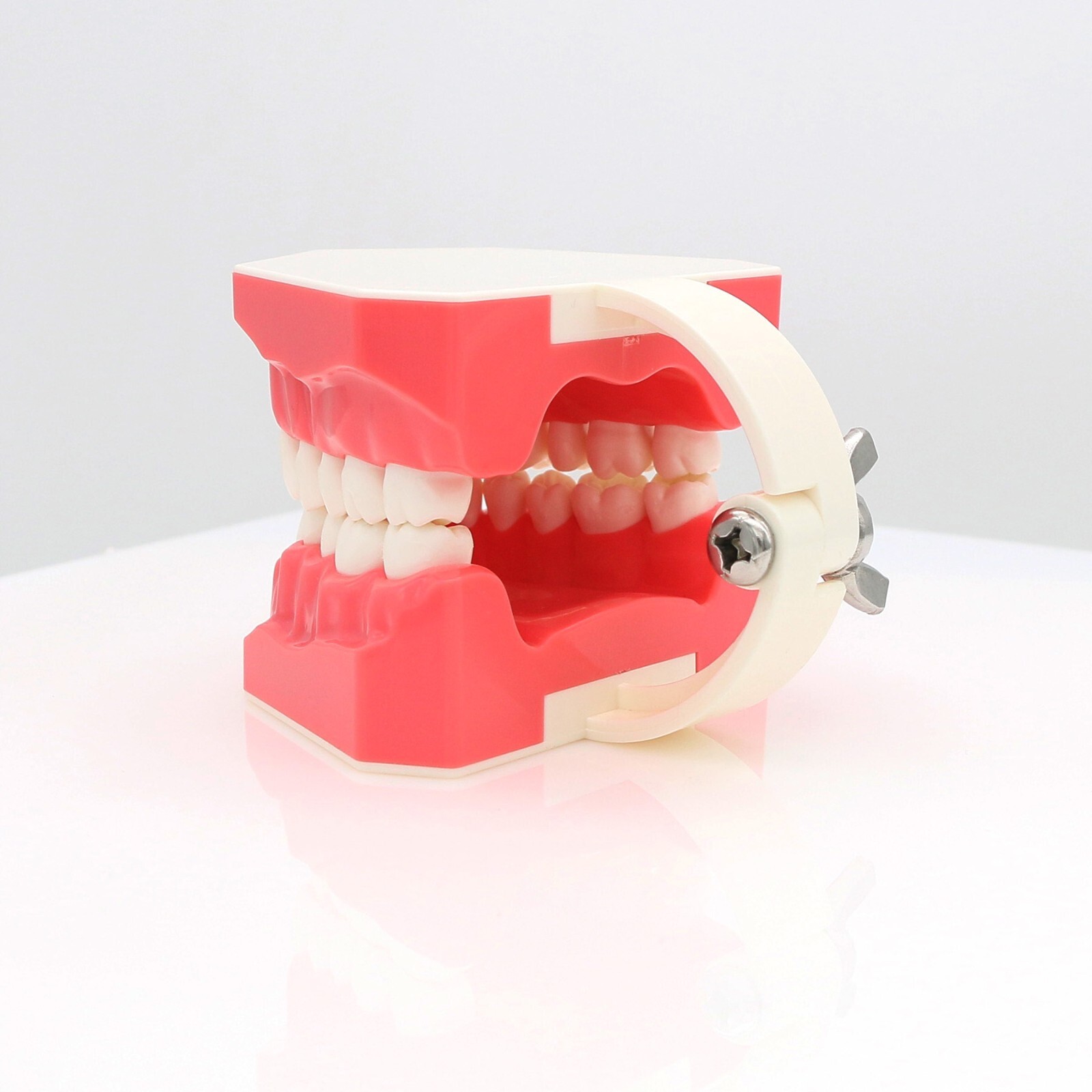 1:1 Dental Typodonts Teeth Model Orthodontic Metal Brackets Teaching Practice US