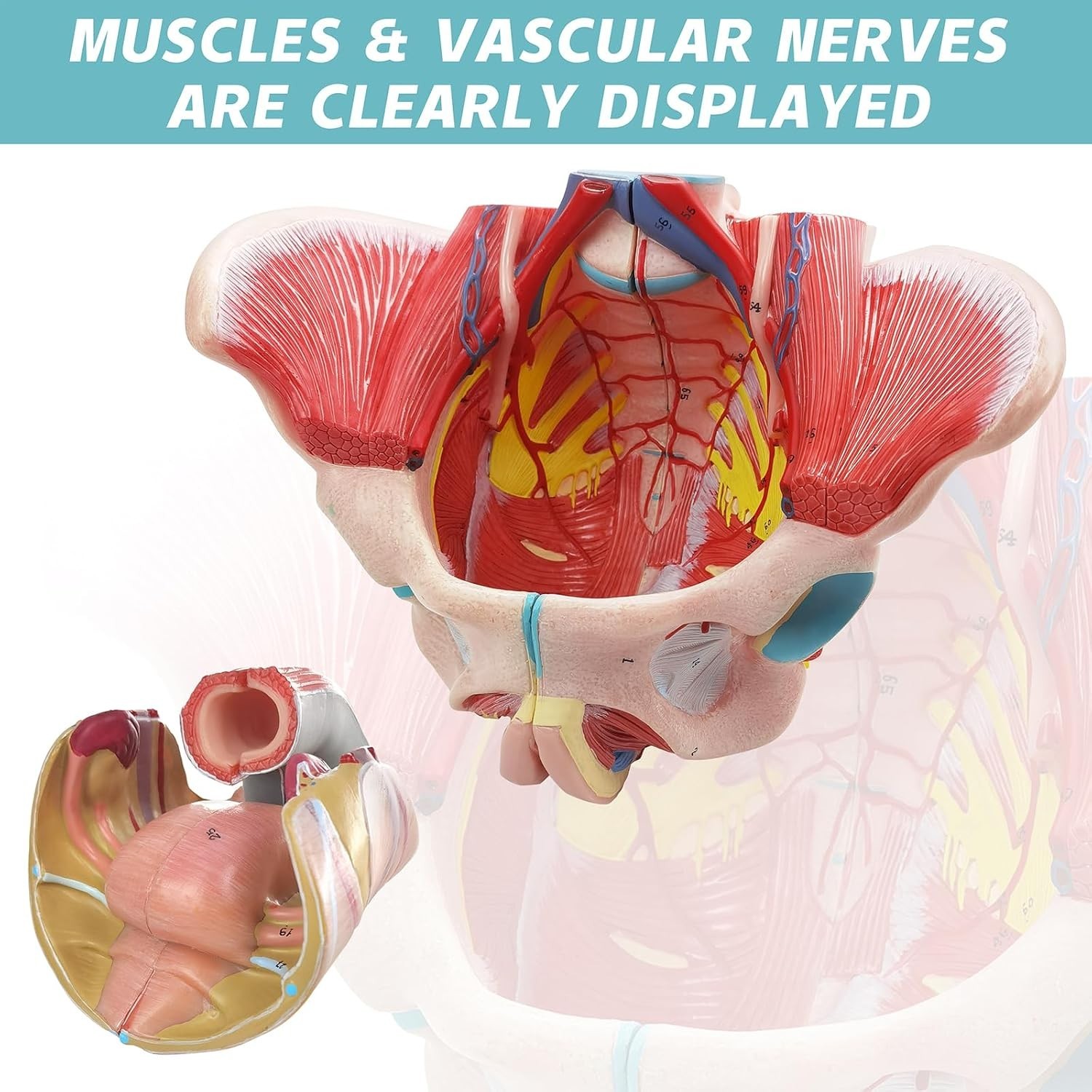 Life Size 4 Parts Human Female Pelvis Model with Pelvic Floor Muscles, Vessel…