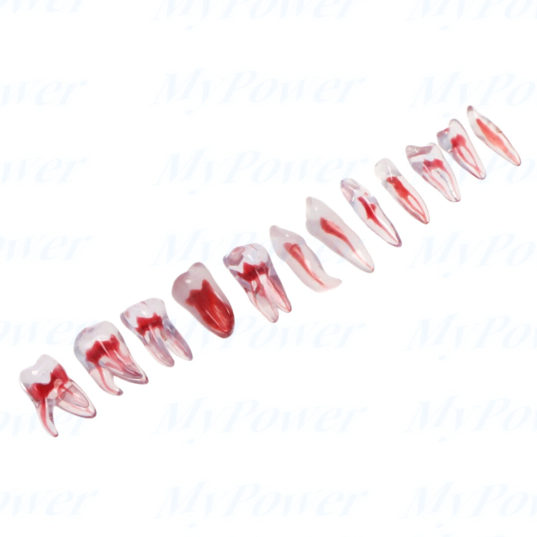 Dental Training 3D RCT Endo Tooth Model Practice Model Curved Root Resin Teeth