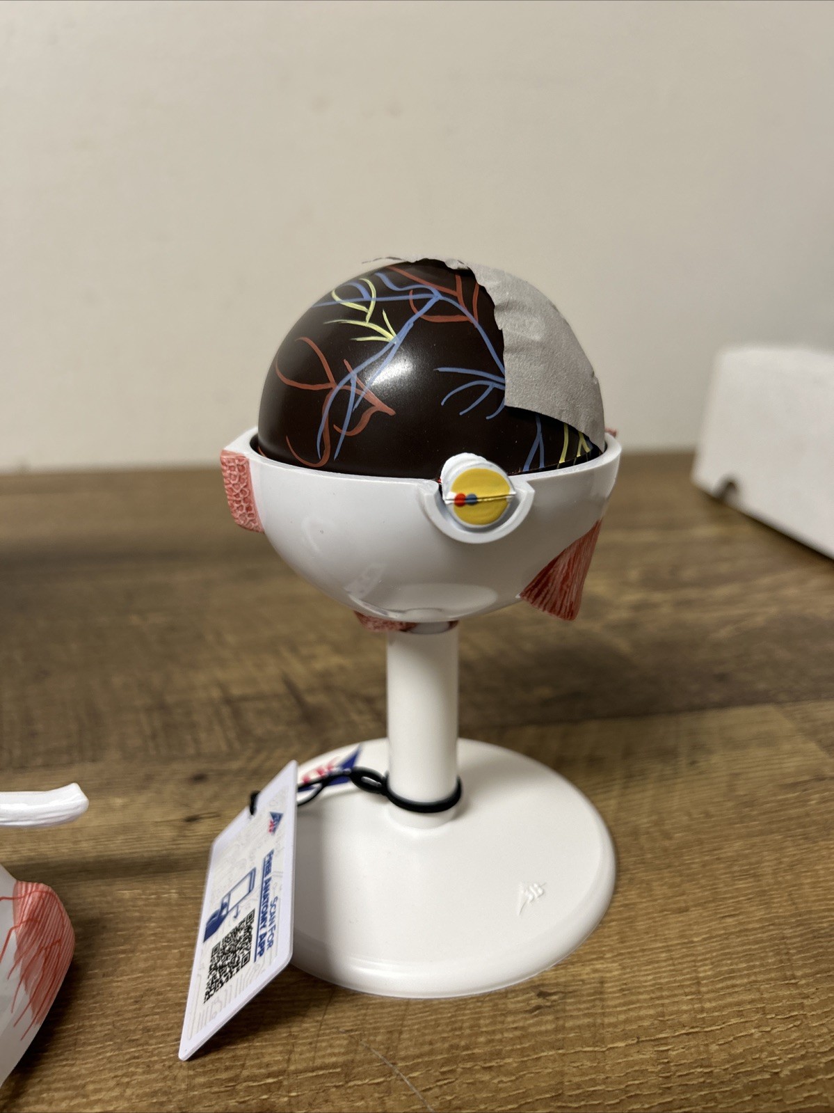3B Scientific Human Eye Model, 3 times Full-Size, 6 part (GERMANY)