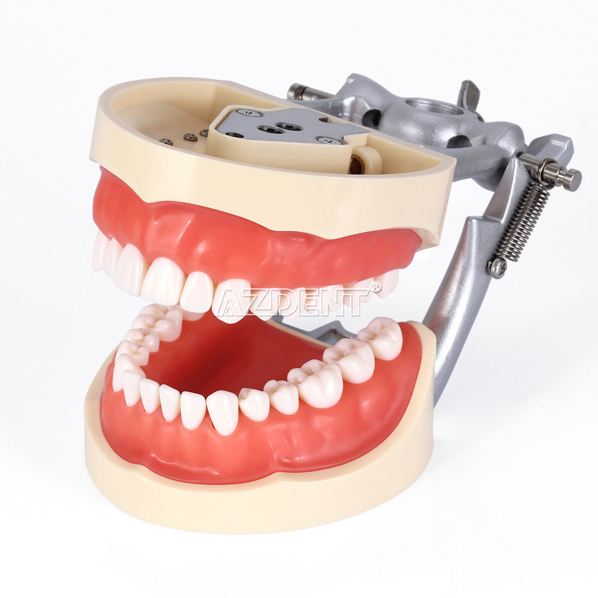 Dental Implant Teeth Model U/ L Demo Overdenture Restoration w/ 2 4 Implants