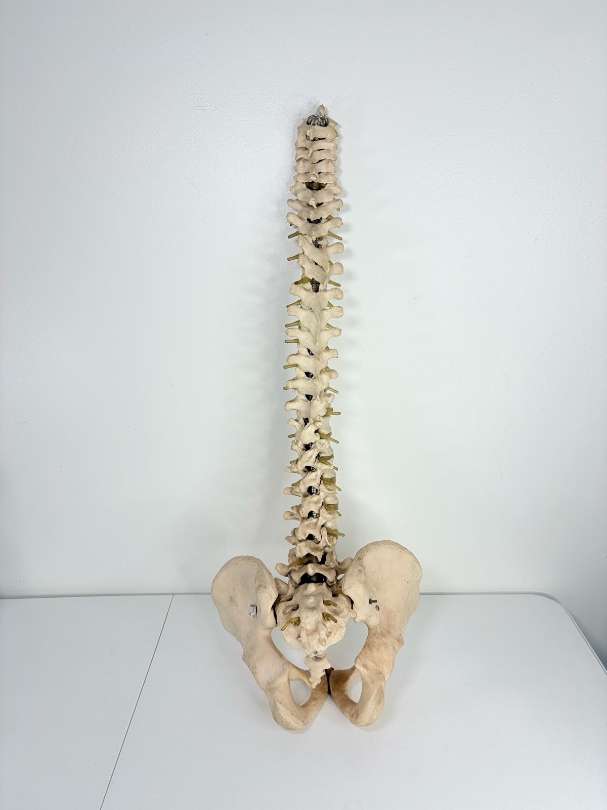 Vertebrae Human Spine and Pelvis Anatomical Model Science Medical