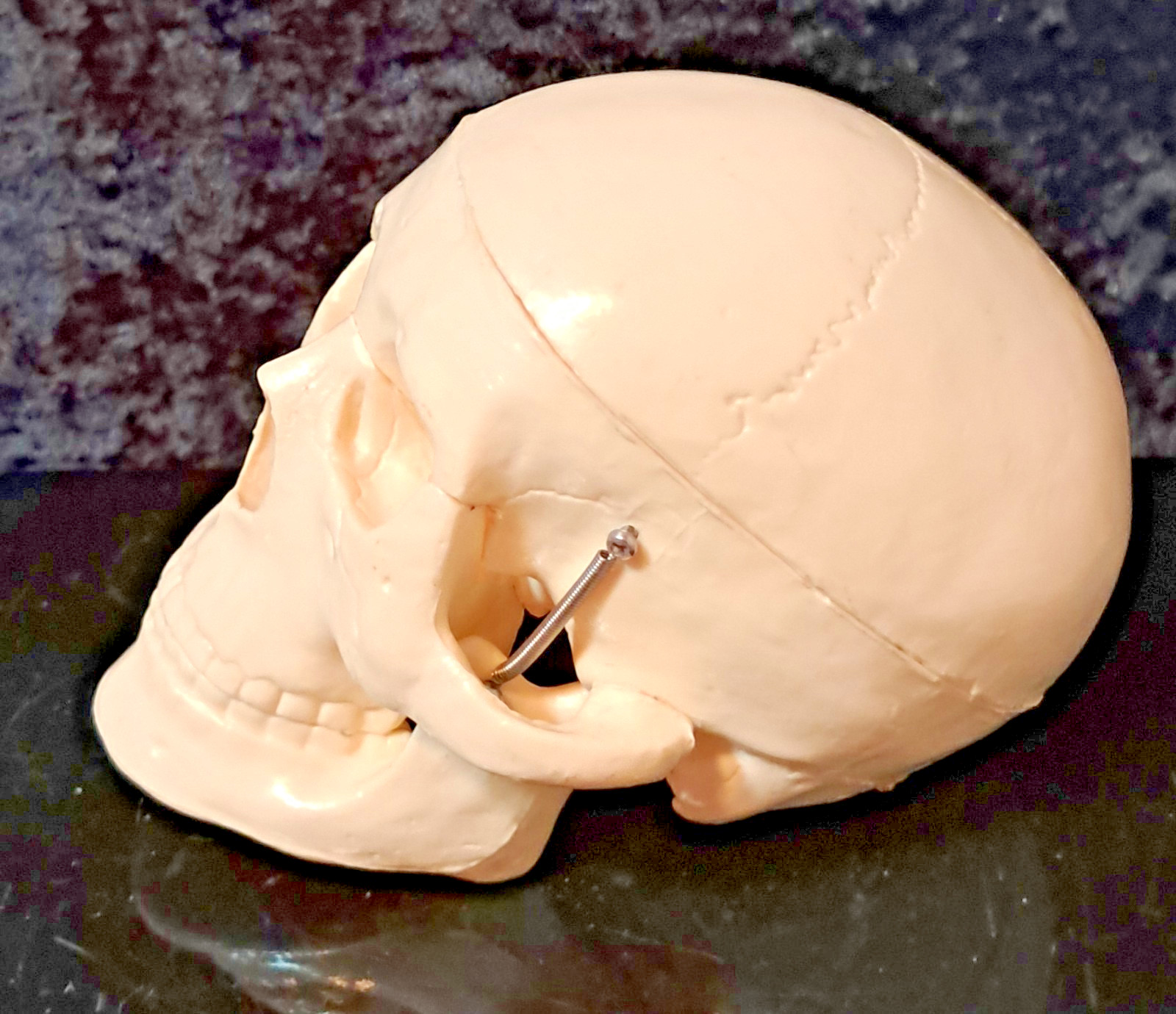Vintage 4″x4″x4″ Heavy Plastic Human Skull & Brain Anatomical Teaching Model
