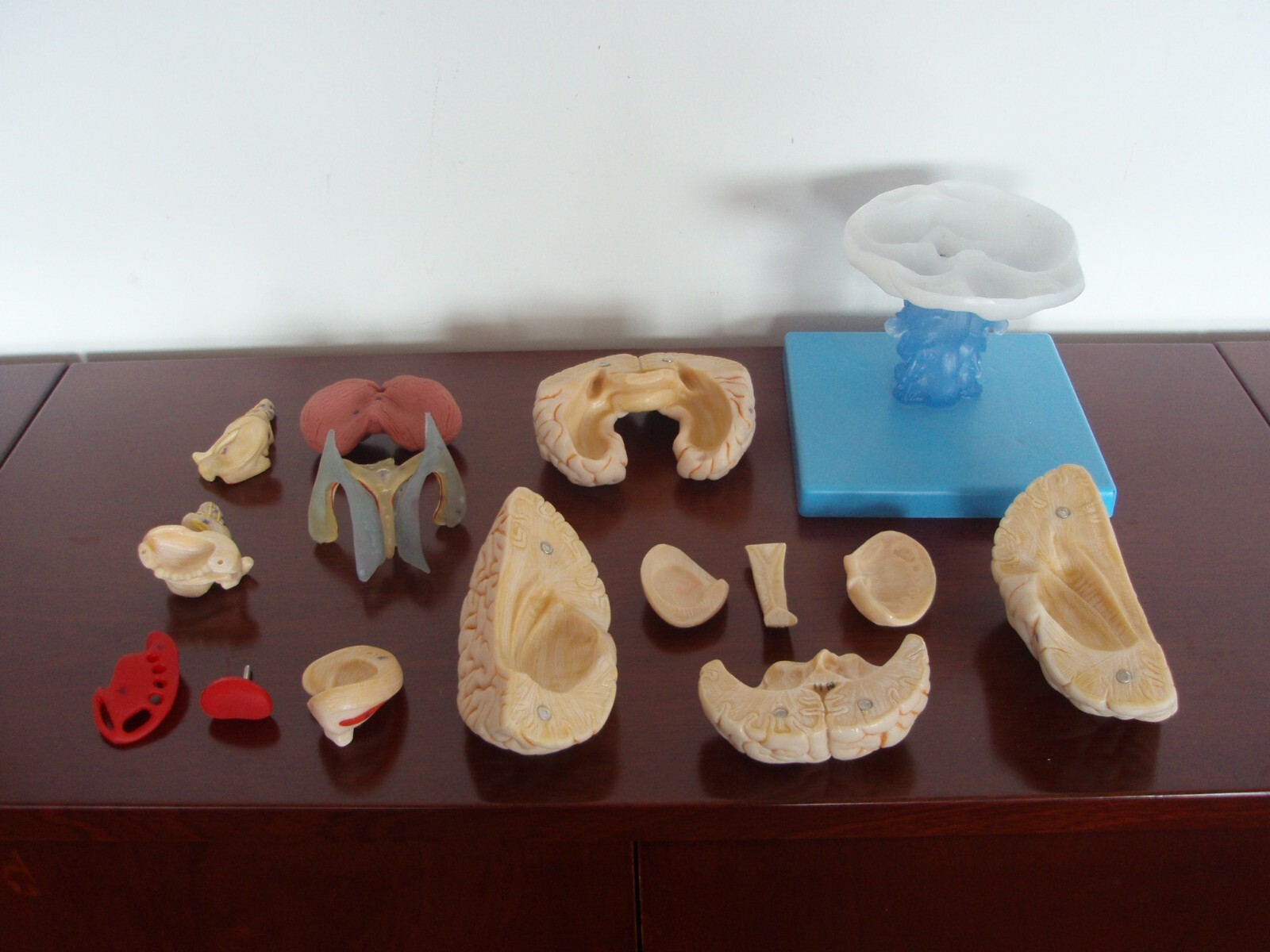 1:1 Size Human 15 Parts Brain Model Medical Anatomy With 58 Digital Indication