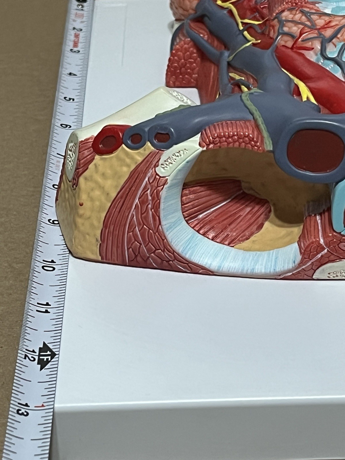 Anterior cervical muscle, neck muscle nerve, medical anatomical model