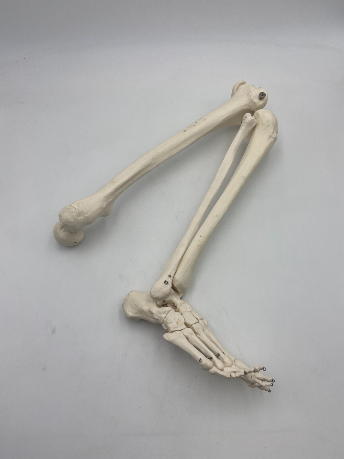 3B Scientific *Right* Spare Leg (unpainted) for hanging Skeleton – *XA010*