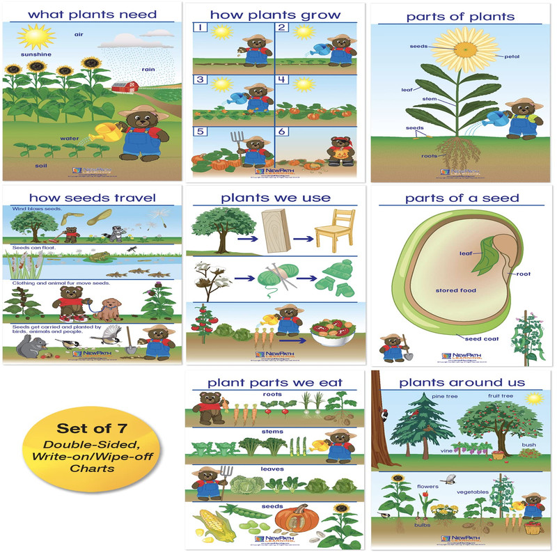 Newpath Learning Newpath All About Plants Bulletin Board Charts – English