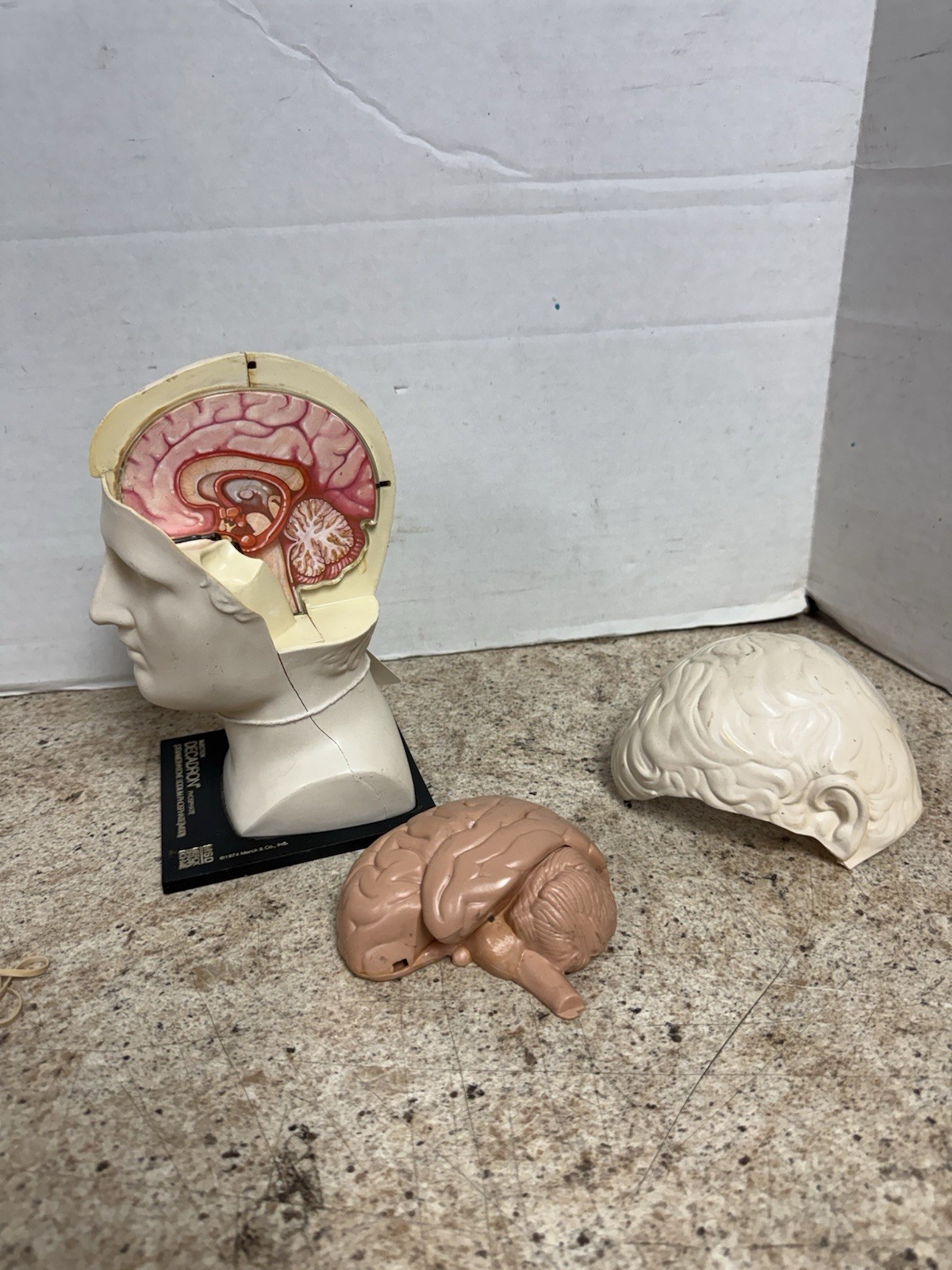 Vintage 1974 Merck Decadron Medical Display Bust With Brain Model Anatomy Piece