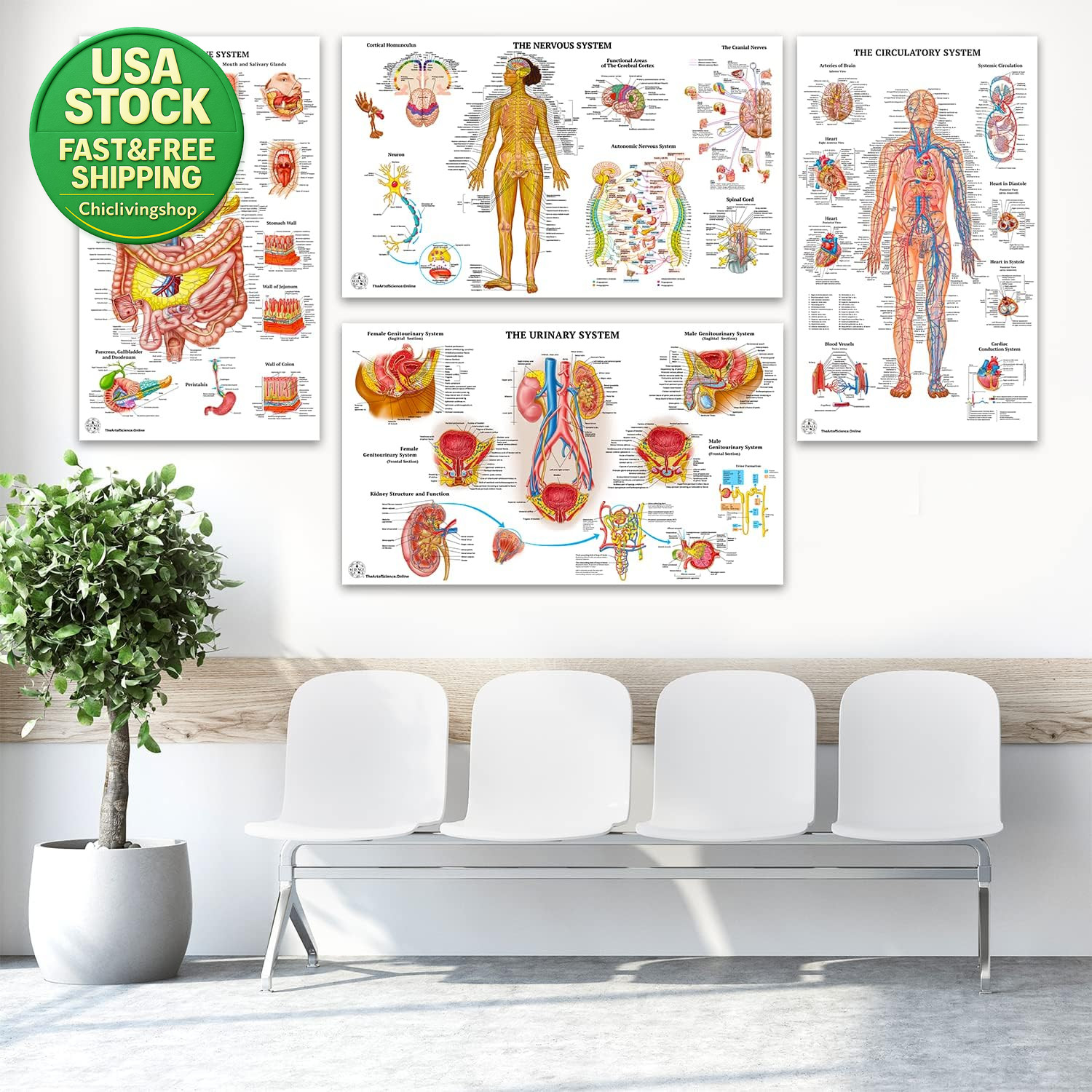 12 Human Anatomy Posters Laminated Medical Biology Health Classroom 18X30