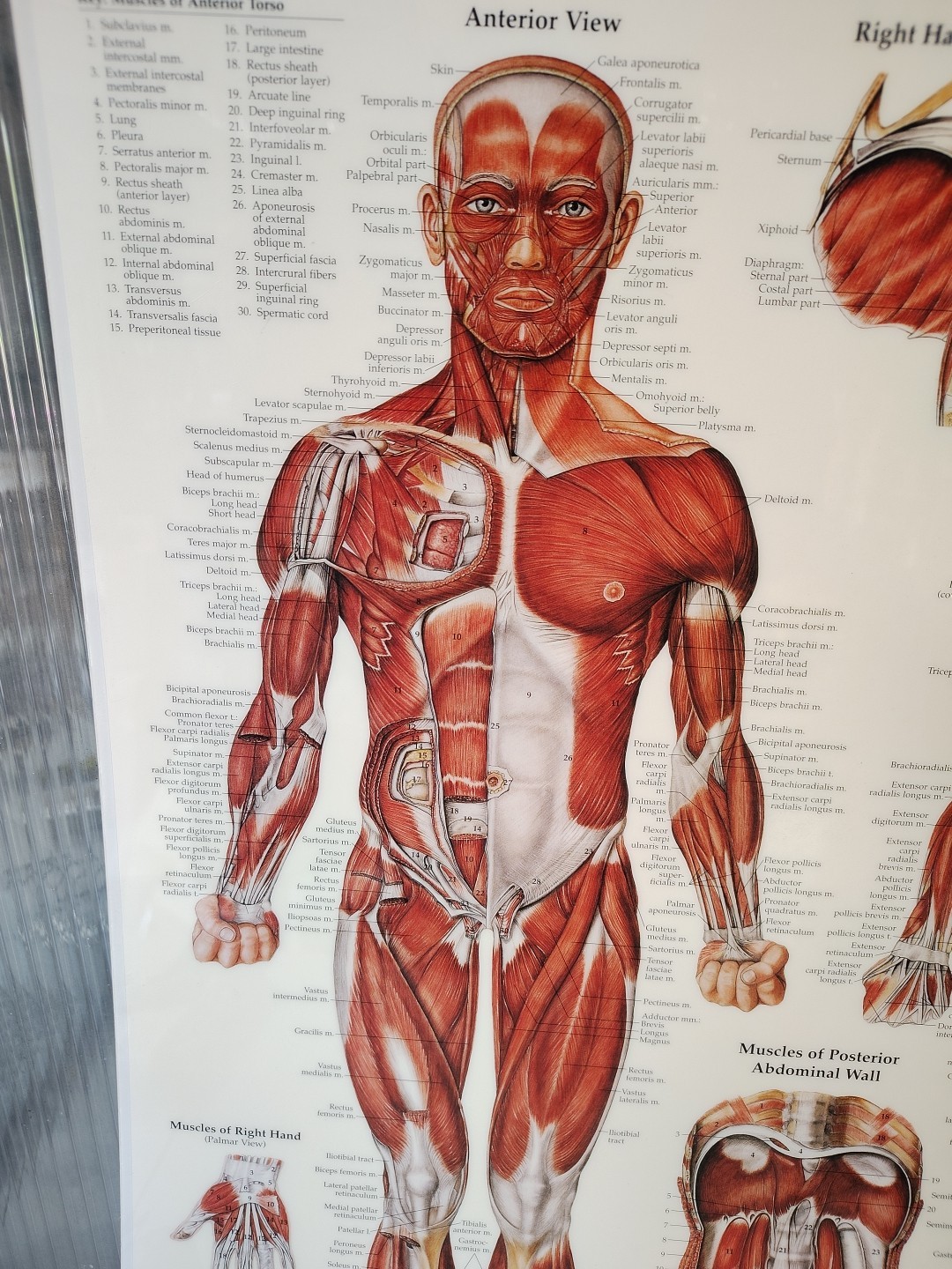 Muscular System Human Wall Chart 20″ x 26″ Classroom/Professional LSA