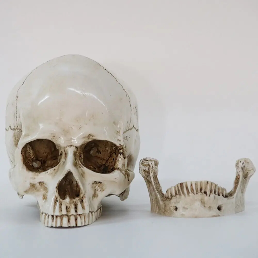 Anatomical Medical Human Skull Replica Model 1:1 Life-size Skeleton Head Teeth