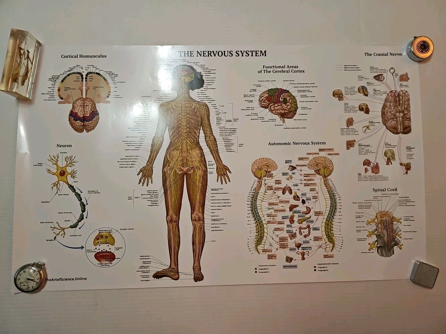 The Nervous System – 2 Sided Medical Poster 29.5″ x 17.5″ In. The Art Of Science