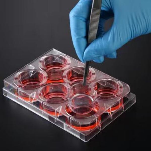 3D Cell Culture Plate Insert™ Hanging, PC, 3μm/8μm, Sterile, 6 Pcs/PK, 24 Pcs/CS