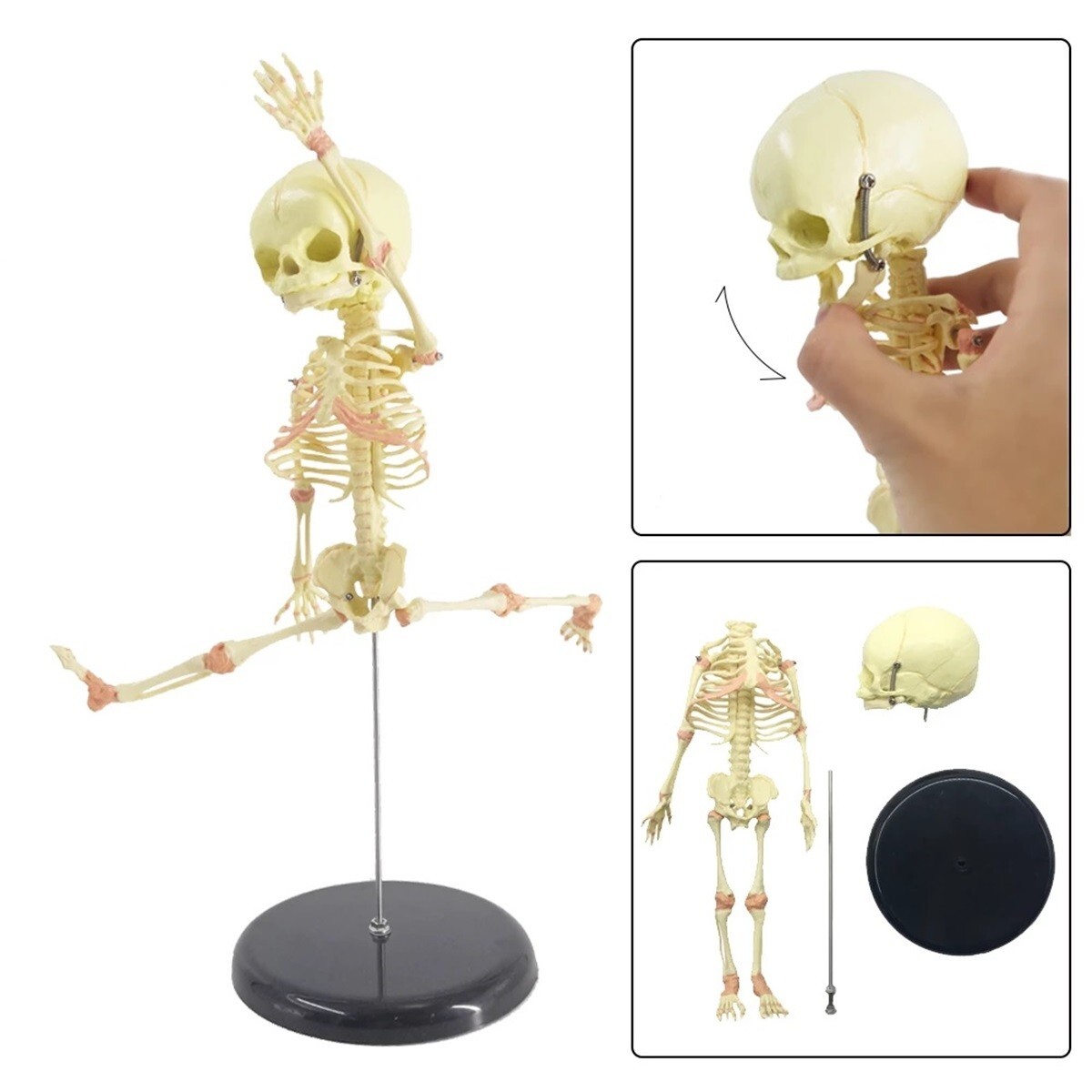 Creepy FETAL HUMAN BABY SKELETON REPLICA w/STAND-Jaw Opens-Halloween Horror Prop