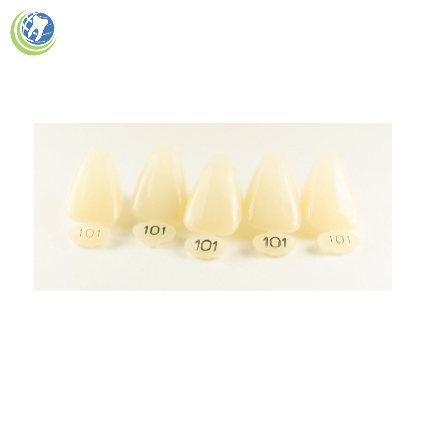 Tooth #8 Upper Right Central Anterior (URC) Polycarbonate Temporary Crown Refill