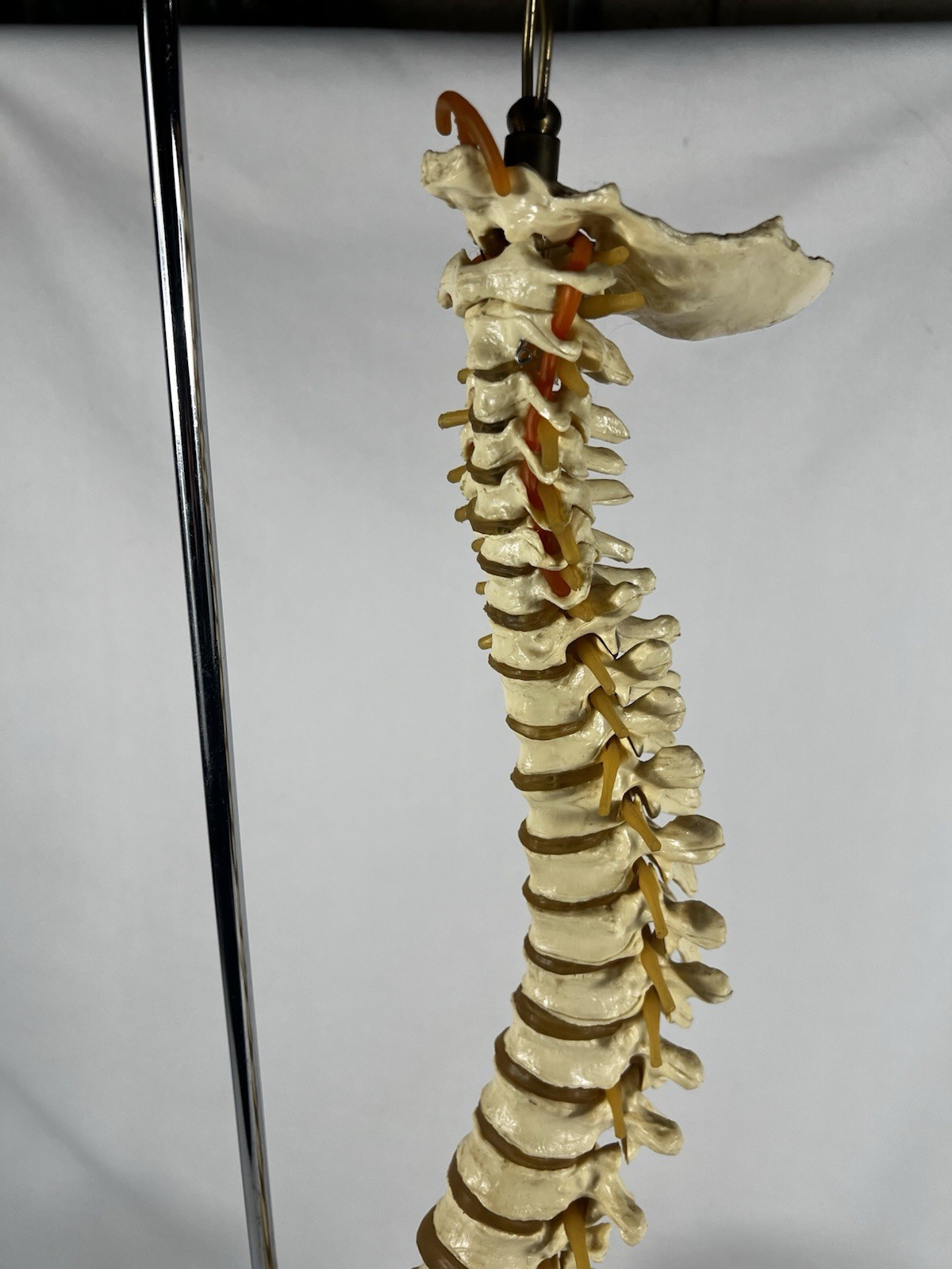 Vtg Anatomical Lifesize Spine Backbone Skeleton Chiropractor Halloween Creepy