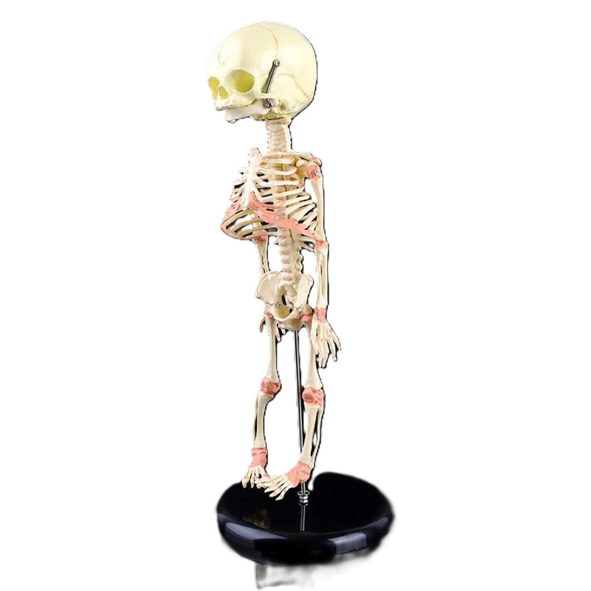 Creepy FETAL HUMAN BABY SKELETON REPLICA w/STAND-Jaw Opens-Halloween Horror Prop