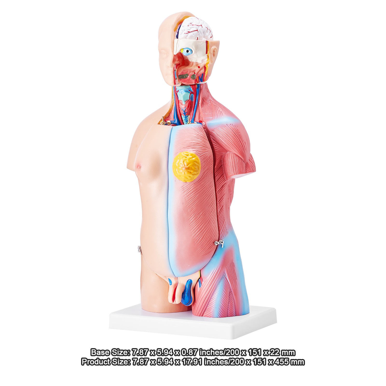VEVOR Anatomical Human Torso Body Model Anatomy Internal Organ 18″ 23 Parts
