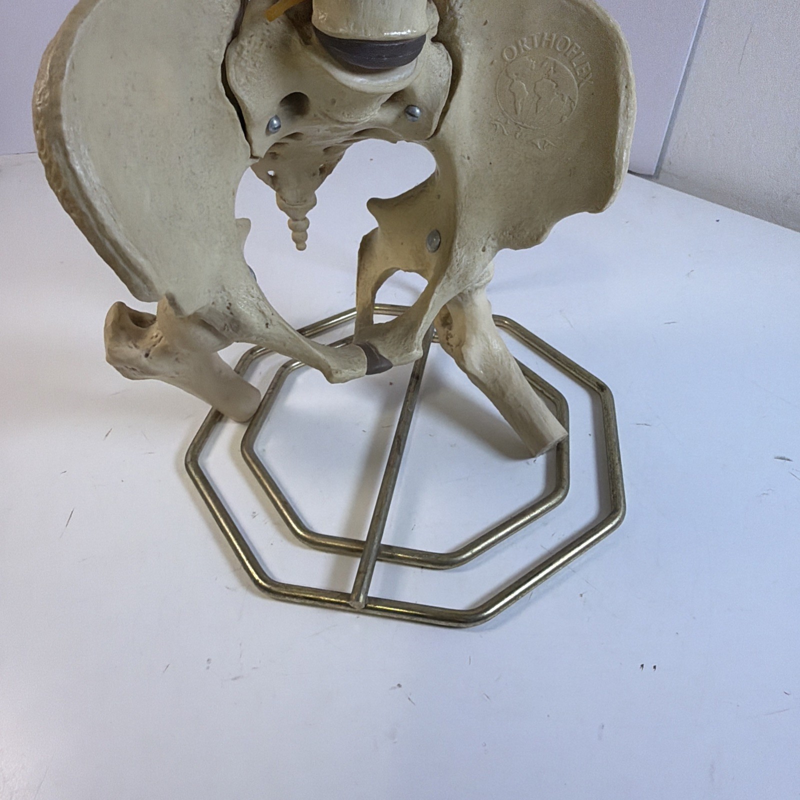Vintage ORTHOFLEX Human Pelvis Vertebrae Skull Base Spinal Nerve Cord Spine