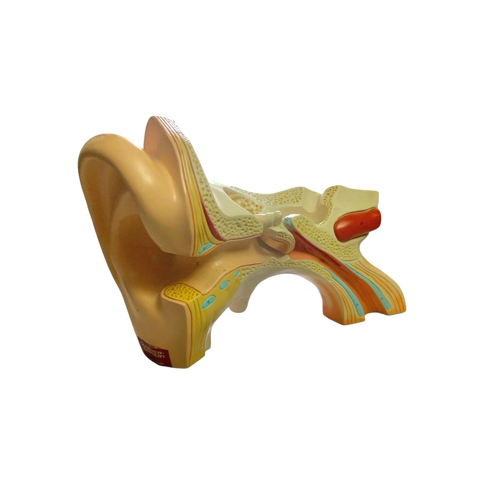 Ear Anatomy Model Signed Dated 1988 Science Medical Decor