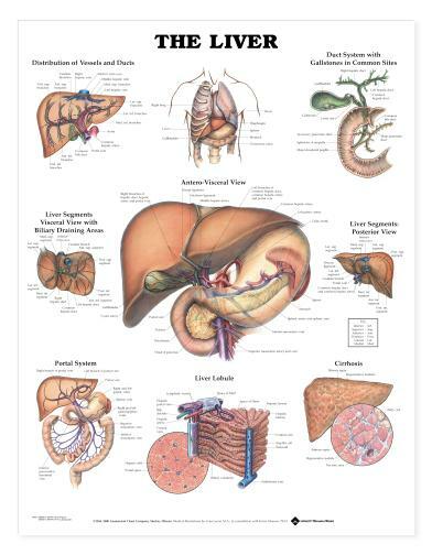 Liver Anatomy Laminated Chart 20″ x 26″ Classroom/Professional LFA #99960