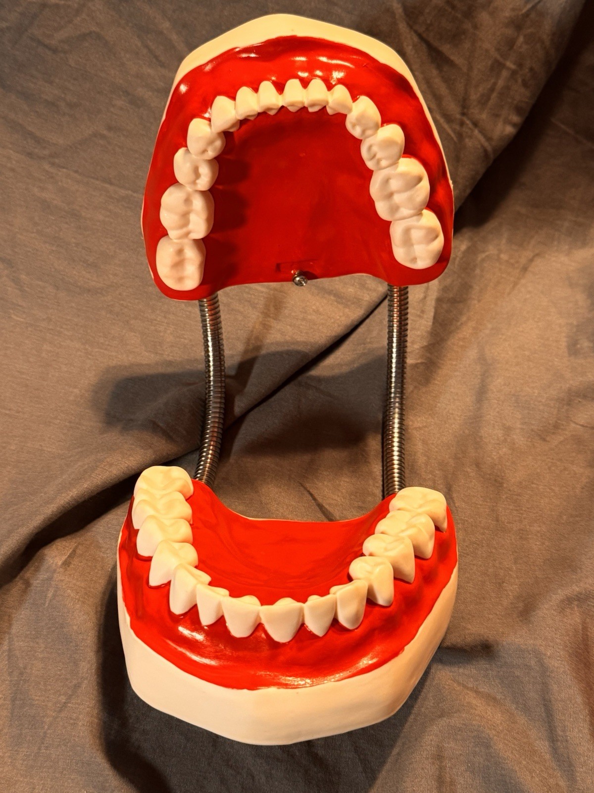Large Dental Teeth Mouth Model w/ Removable Tongue Dentist Teaching Display Prop