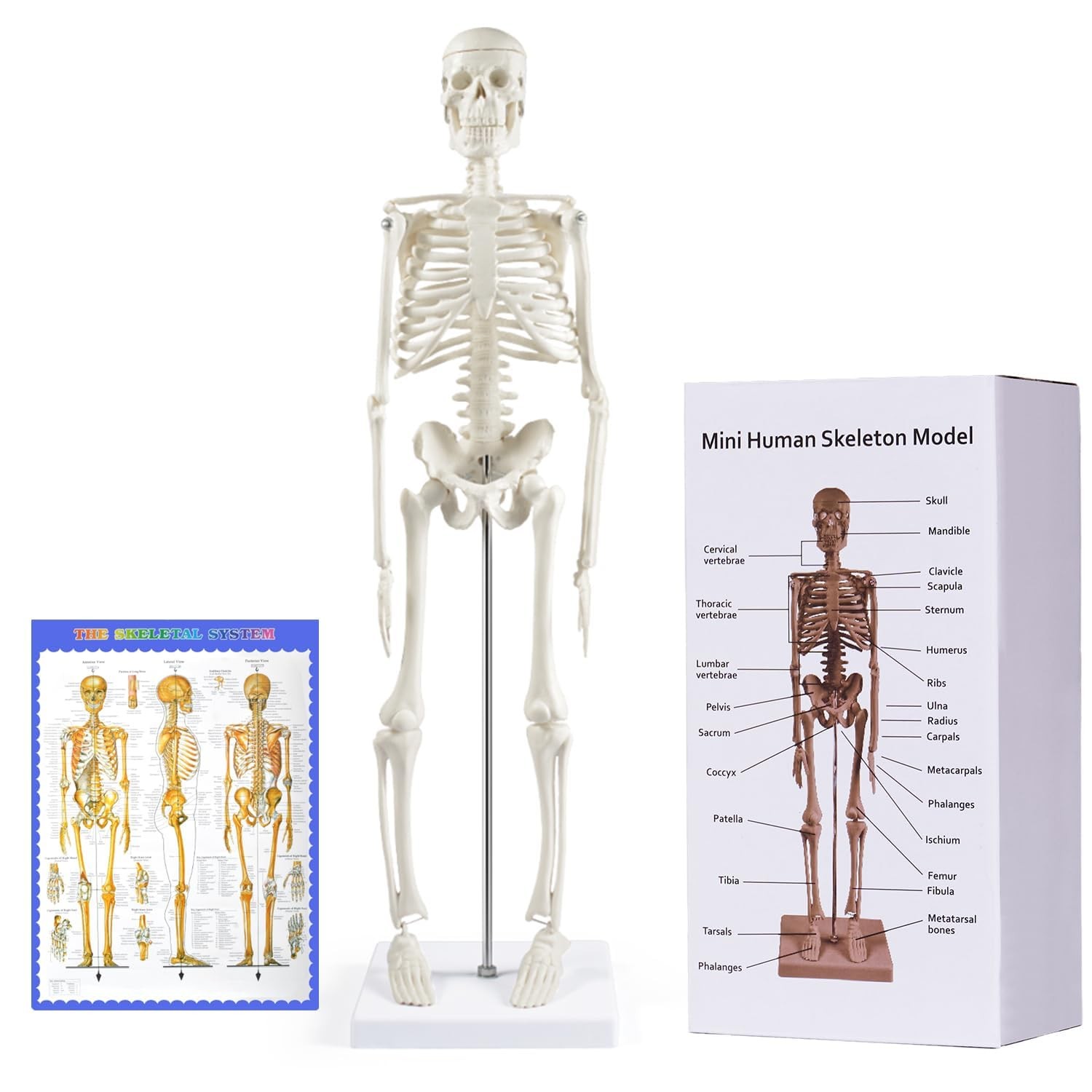 Human Skeleton Model for Anatomy: 17” Human Skeleton Model with Movable Arms …